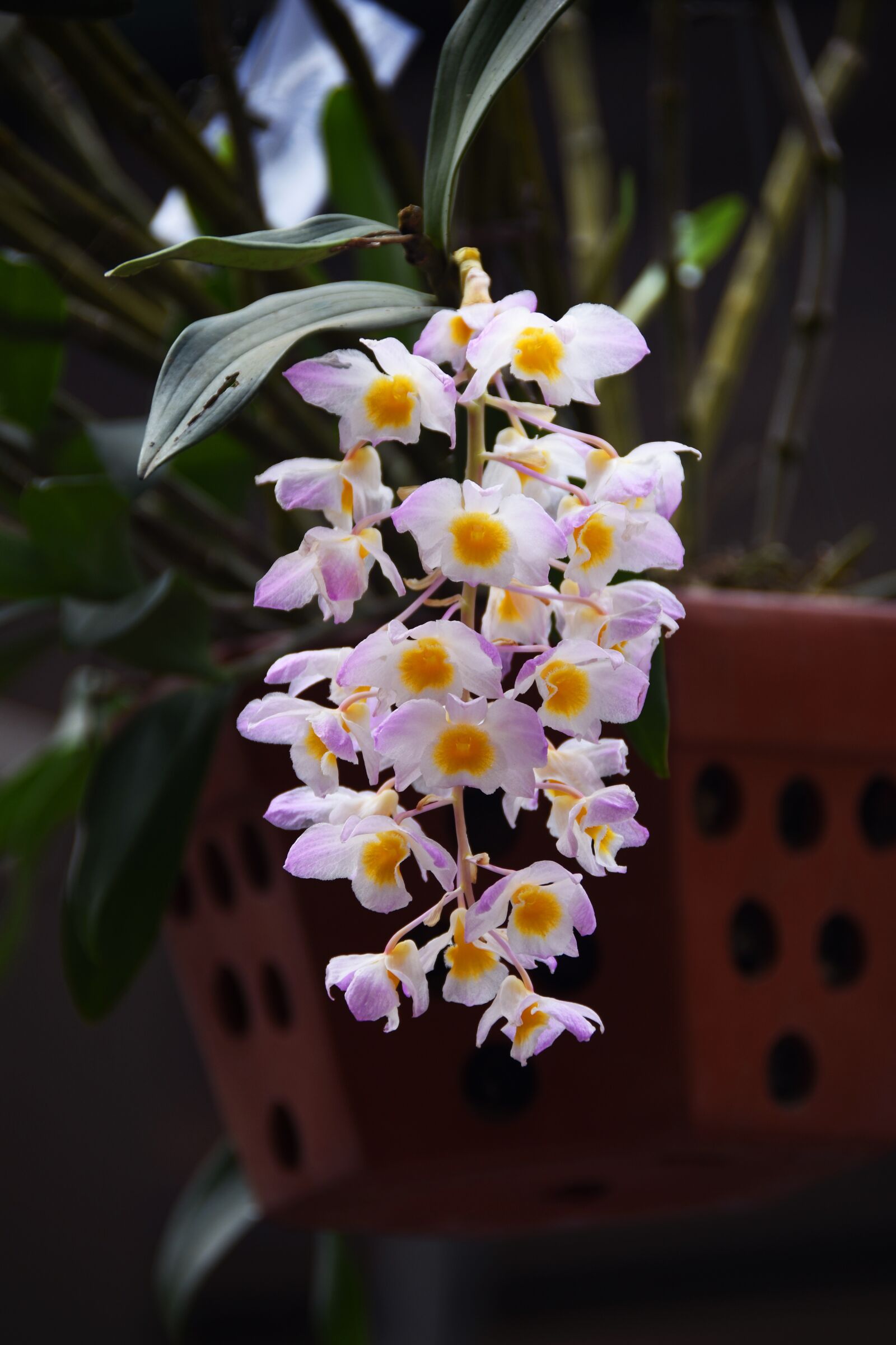Nikon D7200 sample photo. Orchid, dendrobium farmeri, kieu photography
