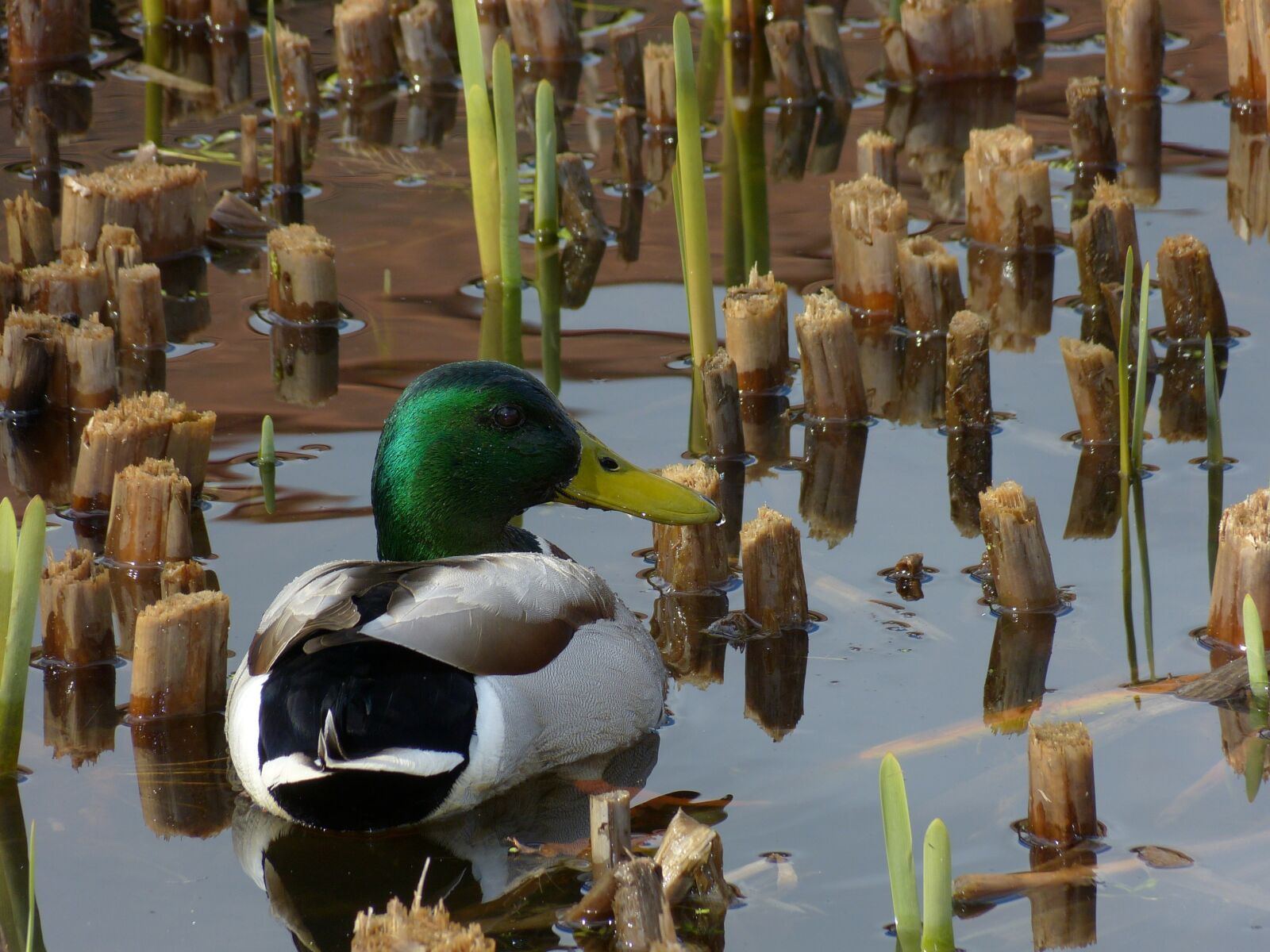 Panasonic Lumix DMC-FZ150 sample photo. Duck, animal, nature photography