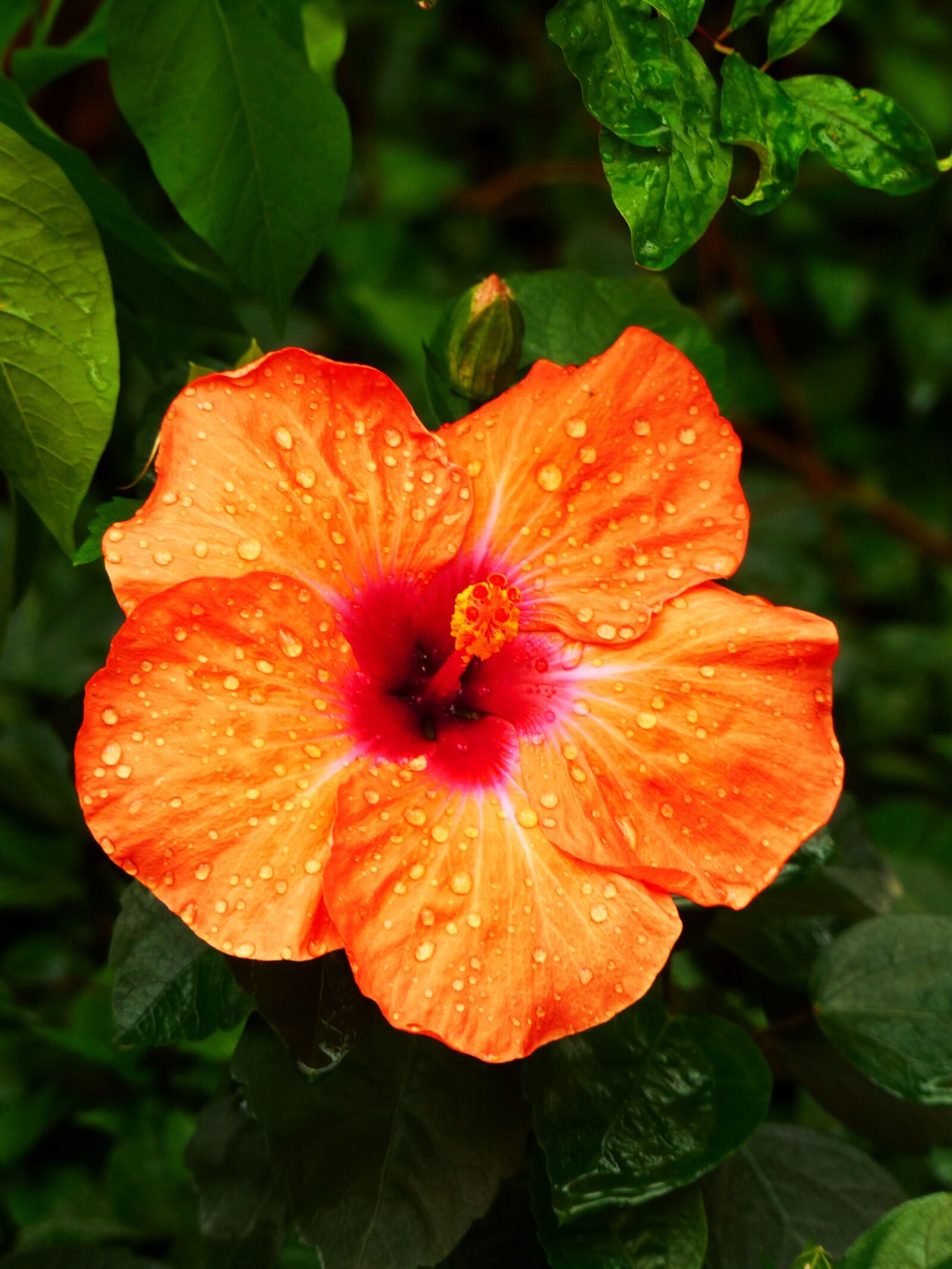 Panasonic Lumix DMC-FZ200 sample photo. Hibiscus, orange, nature photography