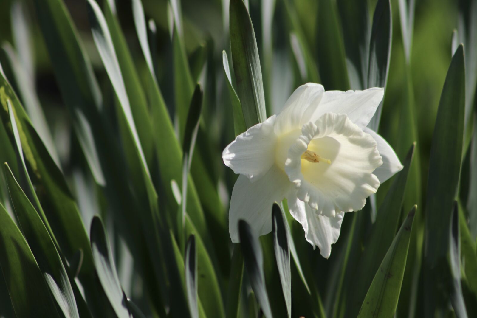 Canon EOS 77D (EOS 9000D / EOS 770D) sample photo. Narcissus, daffodil, white photography