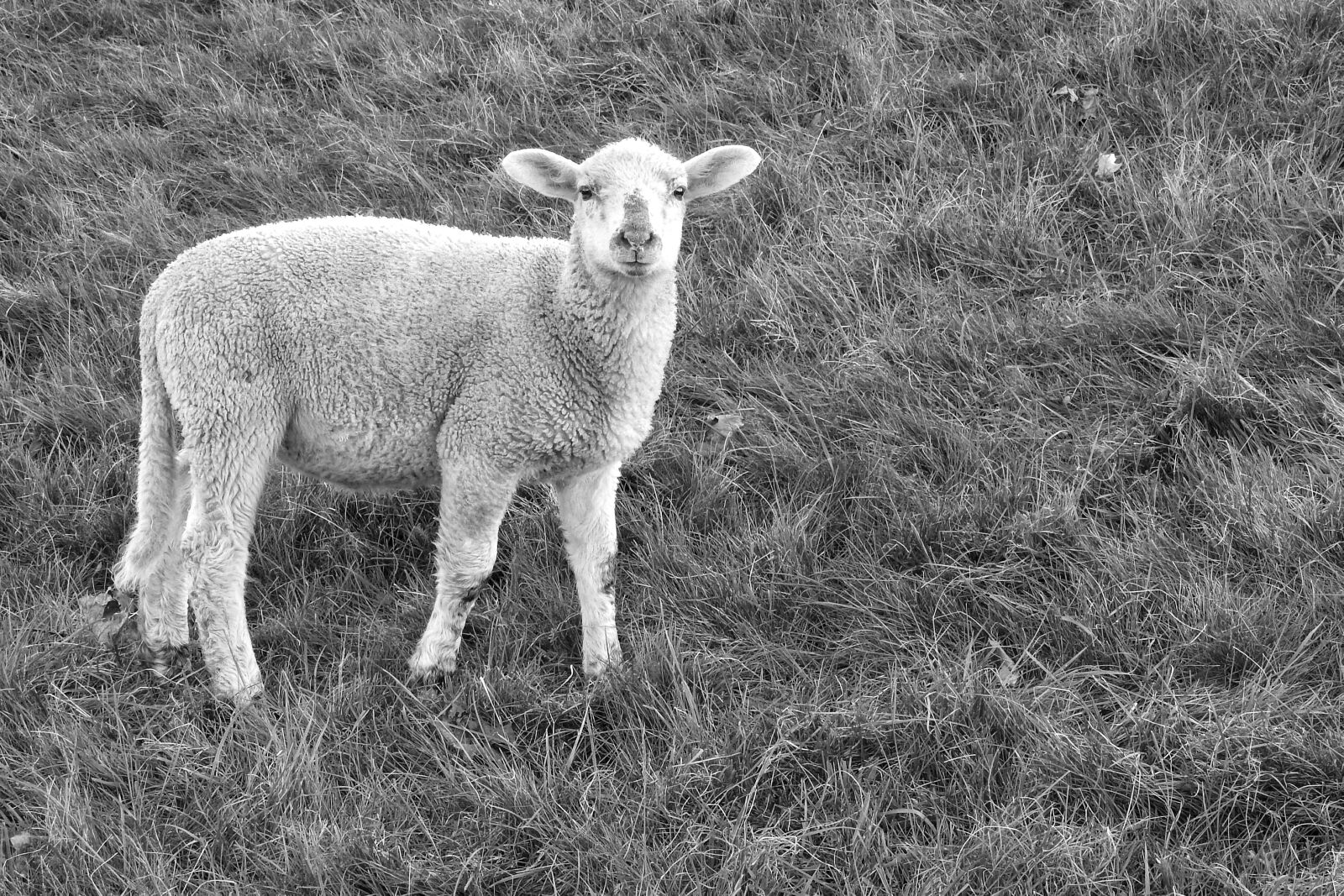 Nikon Coolpix P900 sample photo. Lamb, sheep, pasture photography