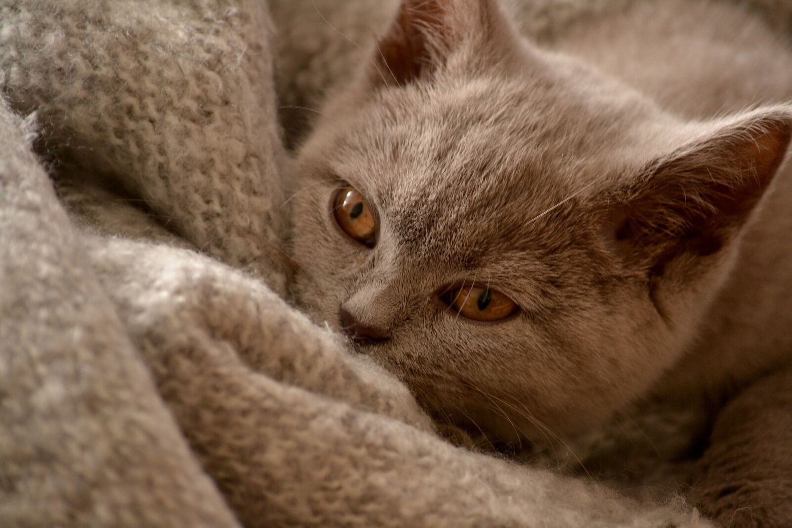 Nikon D3100 sample photo. Brown, cat, animal photography