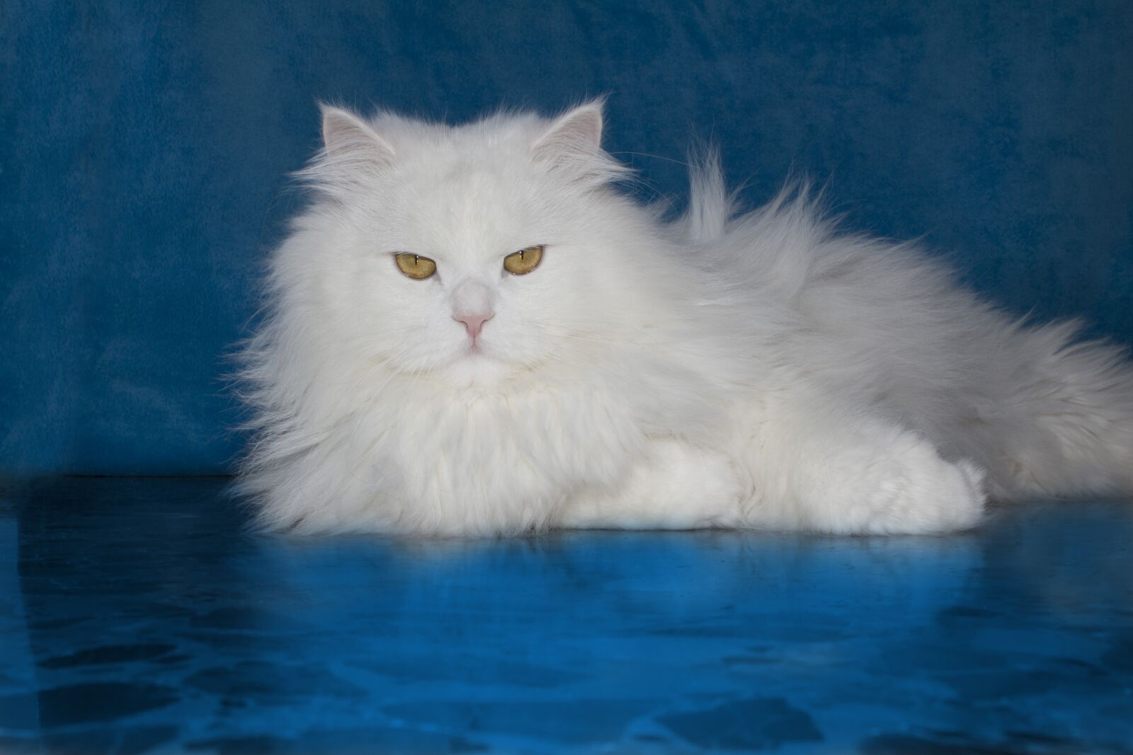 Canon EOS 100D (EOS Rebel SL1 / EOS Kiss X7) sample photo. Cat, pet, assembly photography
