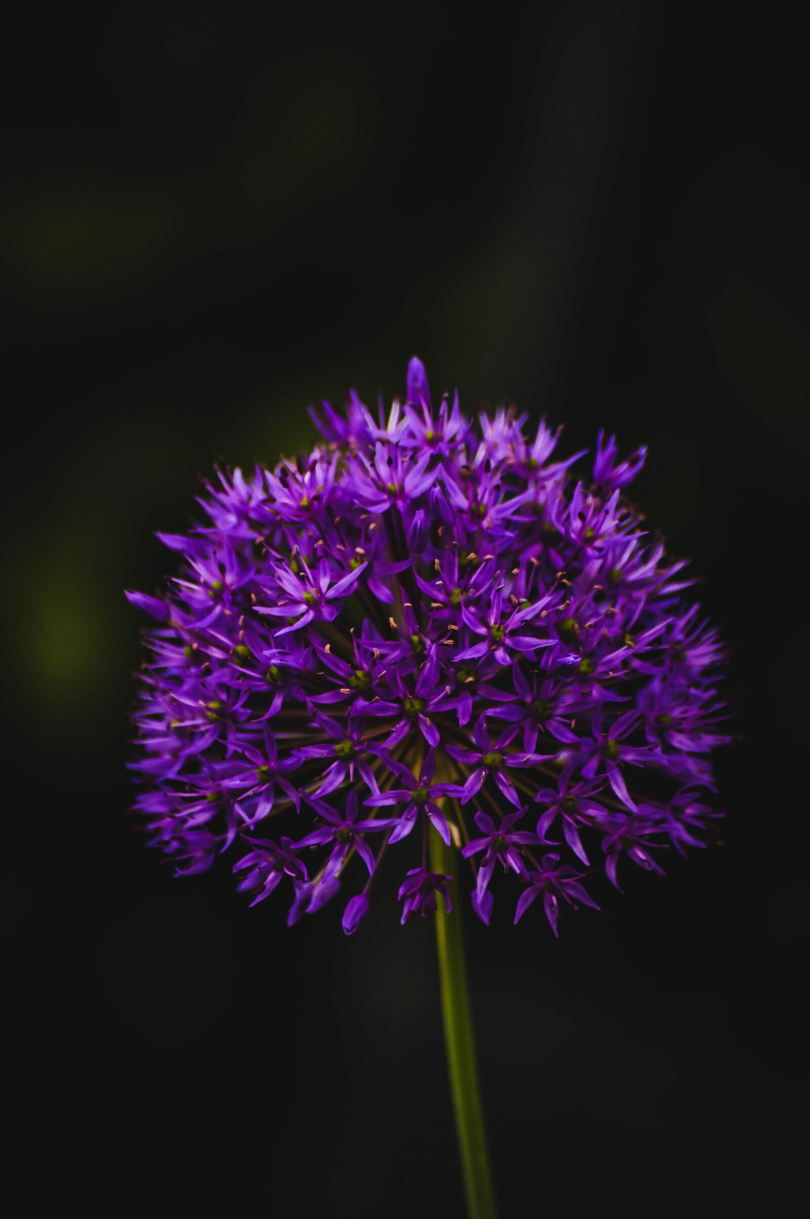 Pentax K-3 sample photo. Garden, flower, purple photography