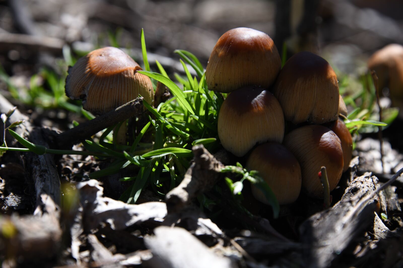 Nikon D850 sample photo. Mushrooms, fungi, wonder photography