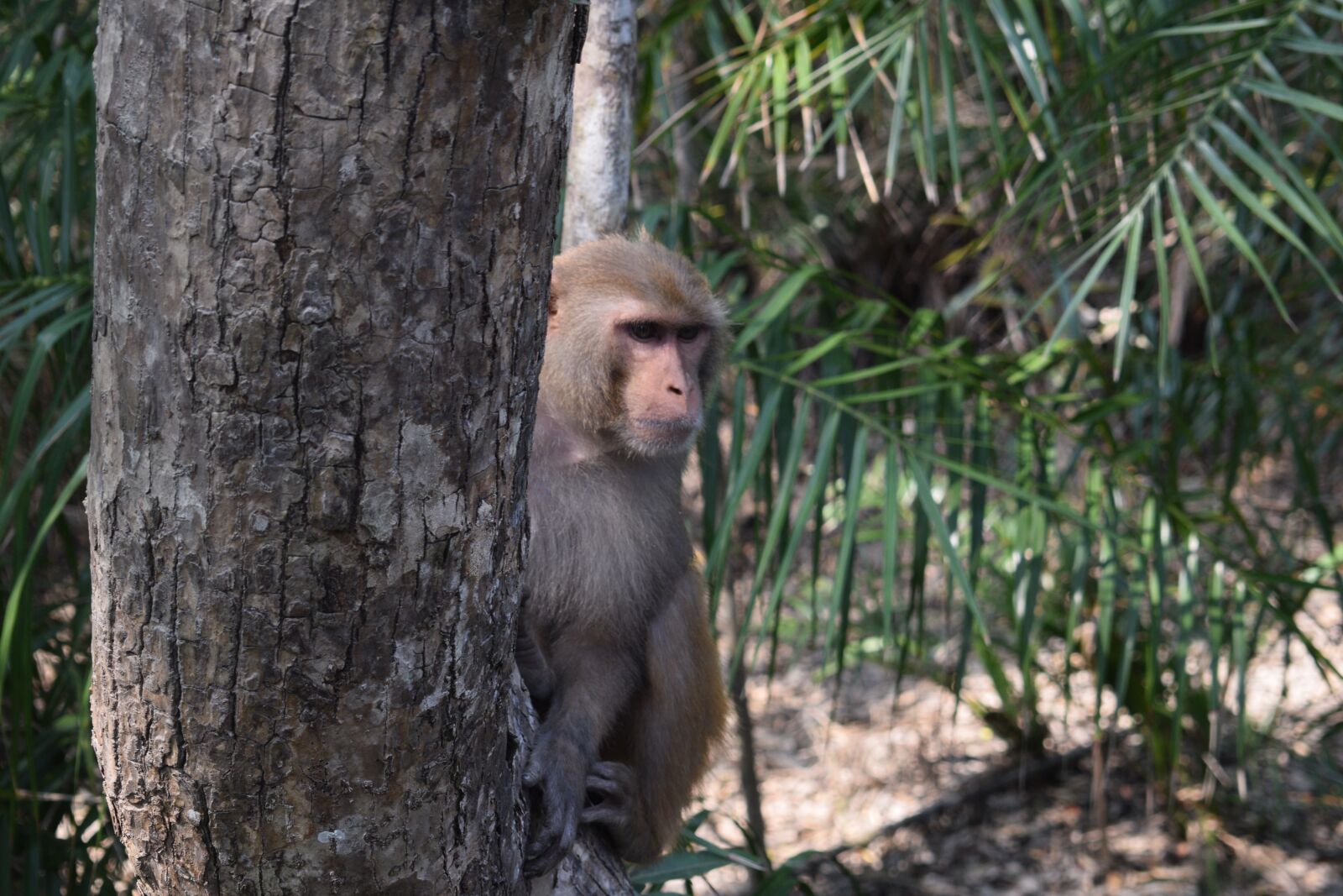 Nikon D5300 sample photo. Forest, tree, monkey photography