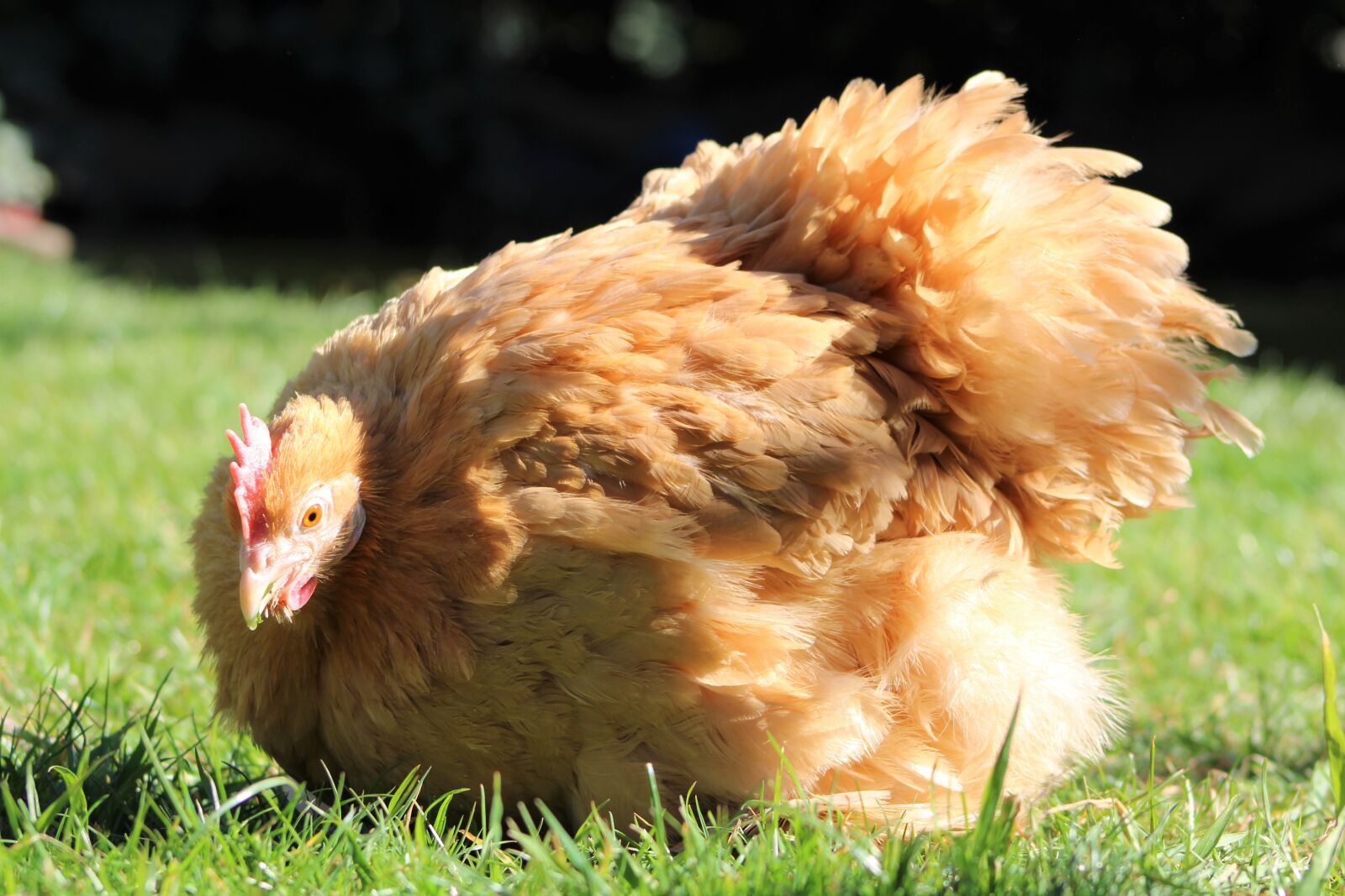 Canon EOS 2000D (EOS Rebel T7 / EOS Kiss X90 / EOS 1500D) sample photo. Chicken, hen, poultry photography