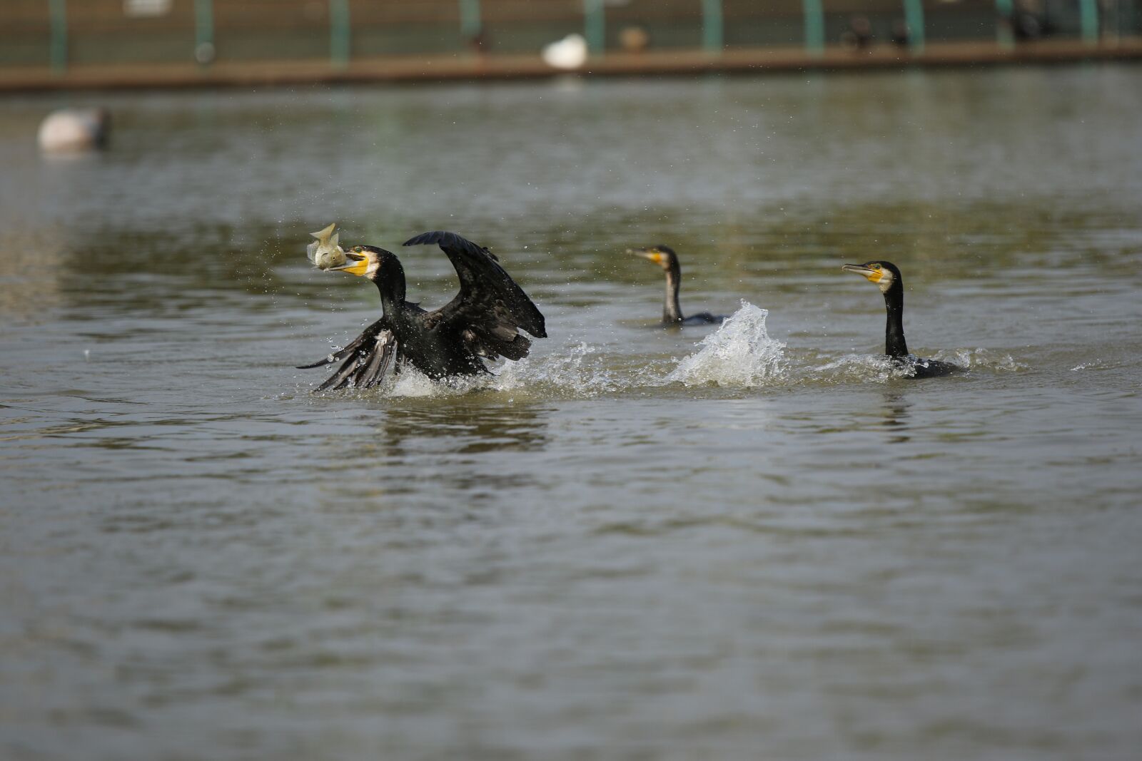 Canon EOS 7D Mark II sample photo. Cormorants, hunt, hunting photography