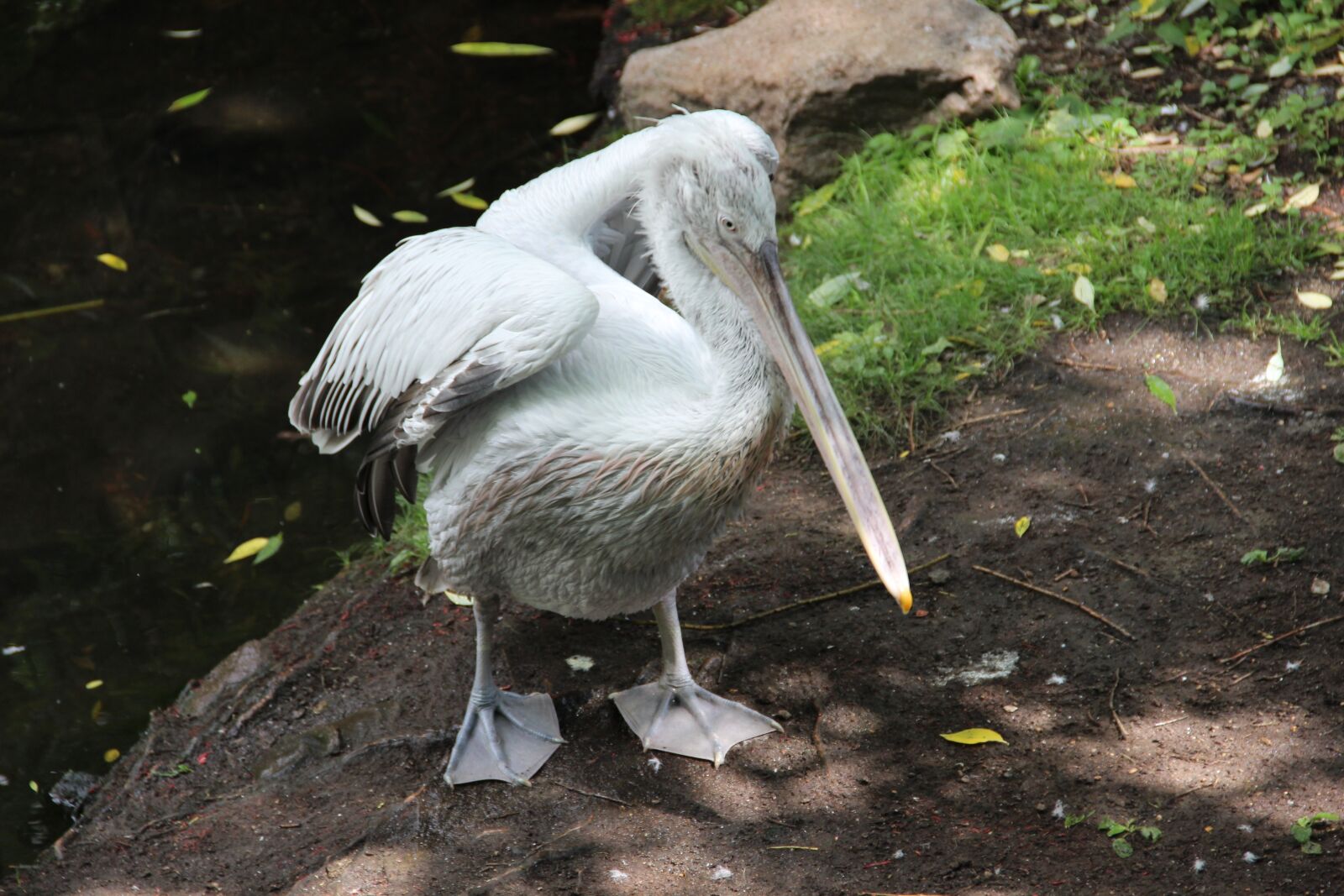 Canon EF-S 18-135mm F3.5-5.6 IS sample photo. Moscow zoo, zoo, irina photography