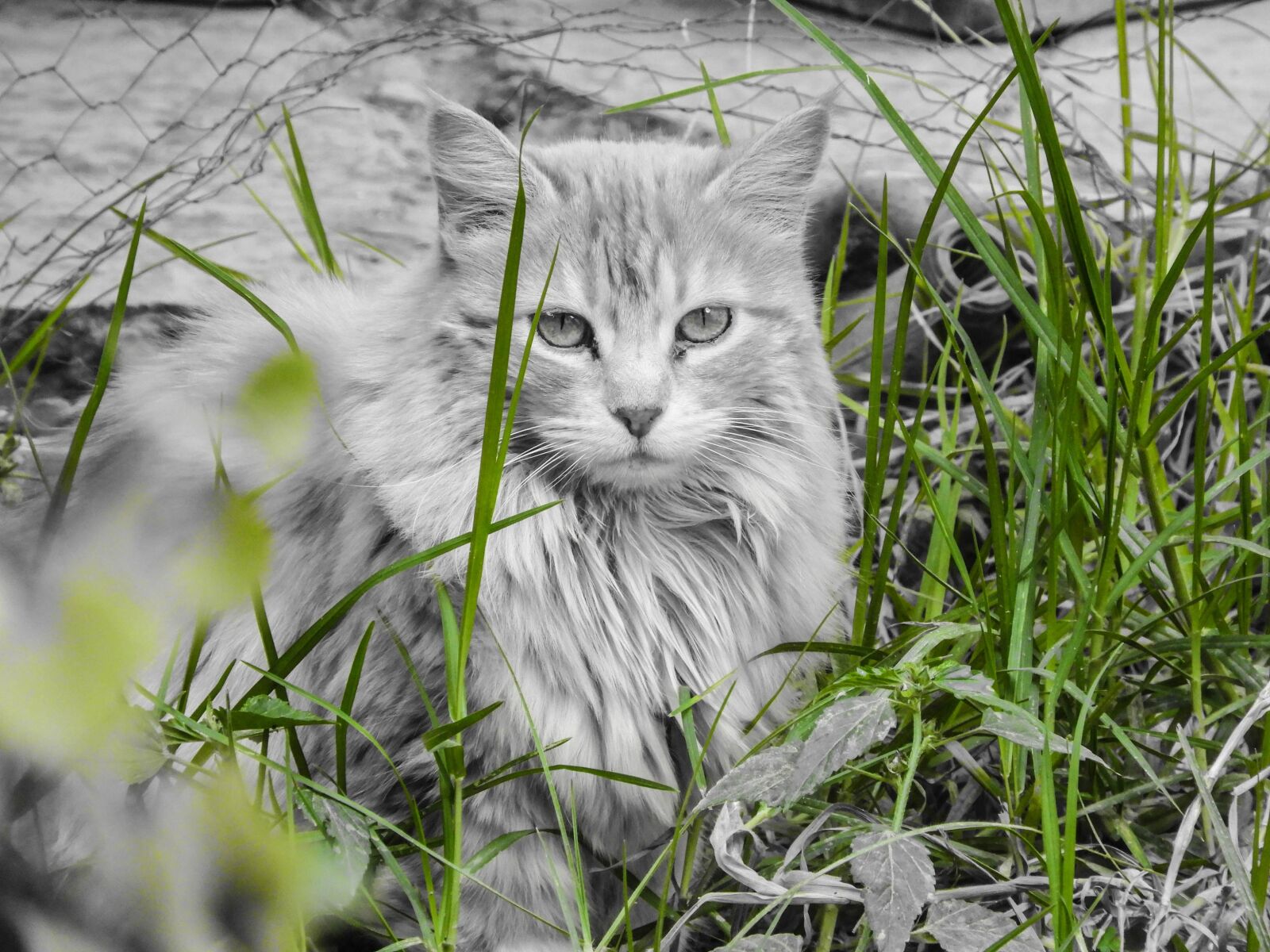 Nikon Coolpix B700 sample photo. Cat, feline look, pet photography