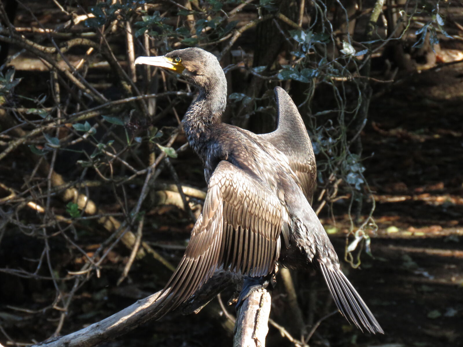 Canon PowerShot SX60 HS sample photo. Bird, drying, stretching photography