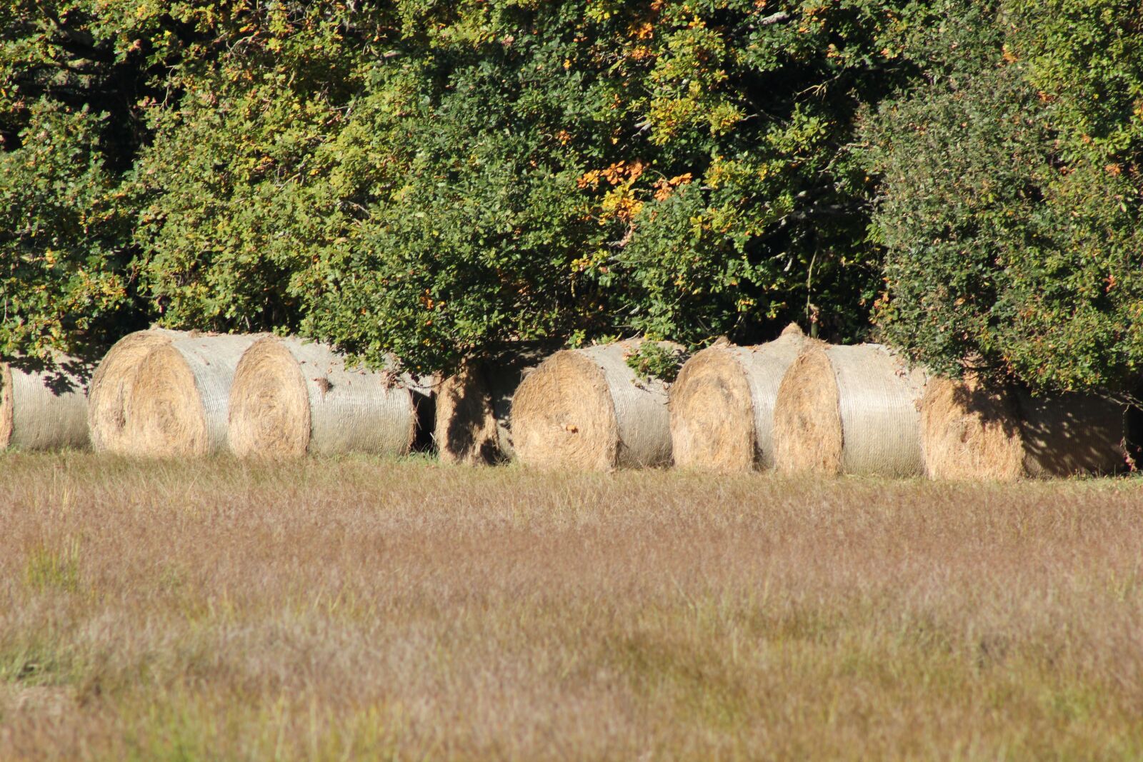 Canon EOS 550D (EOS Rebel T2i / EOS Kiss X4) sample photo. Fall, field, straw photography
