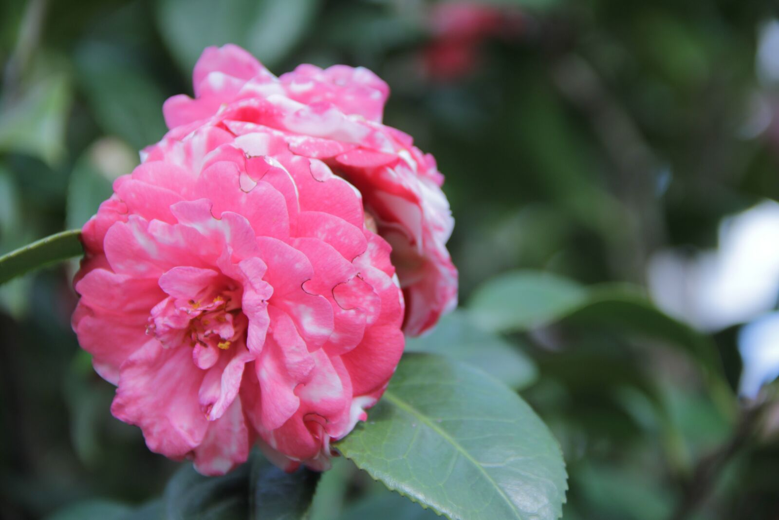 Canon EF-S 18-135mm F3.5-5.6 IS sample photo. Flower, rosa, plant photography