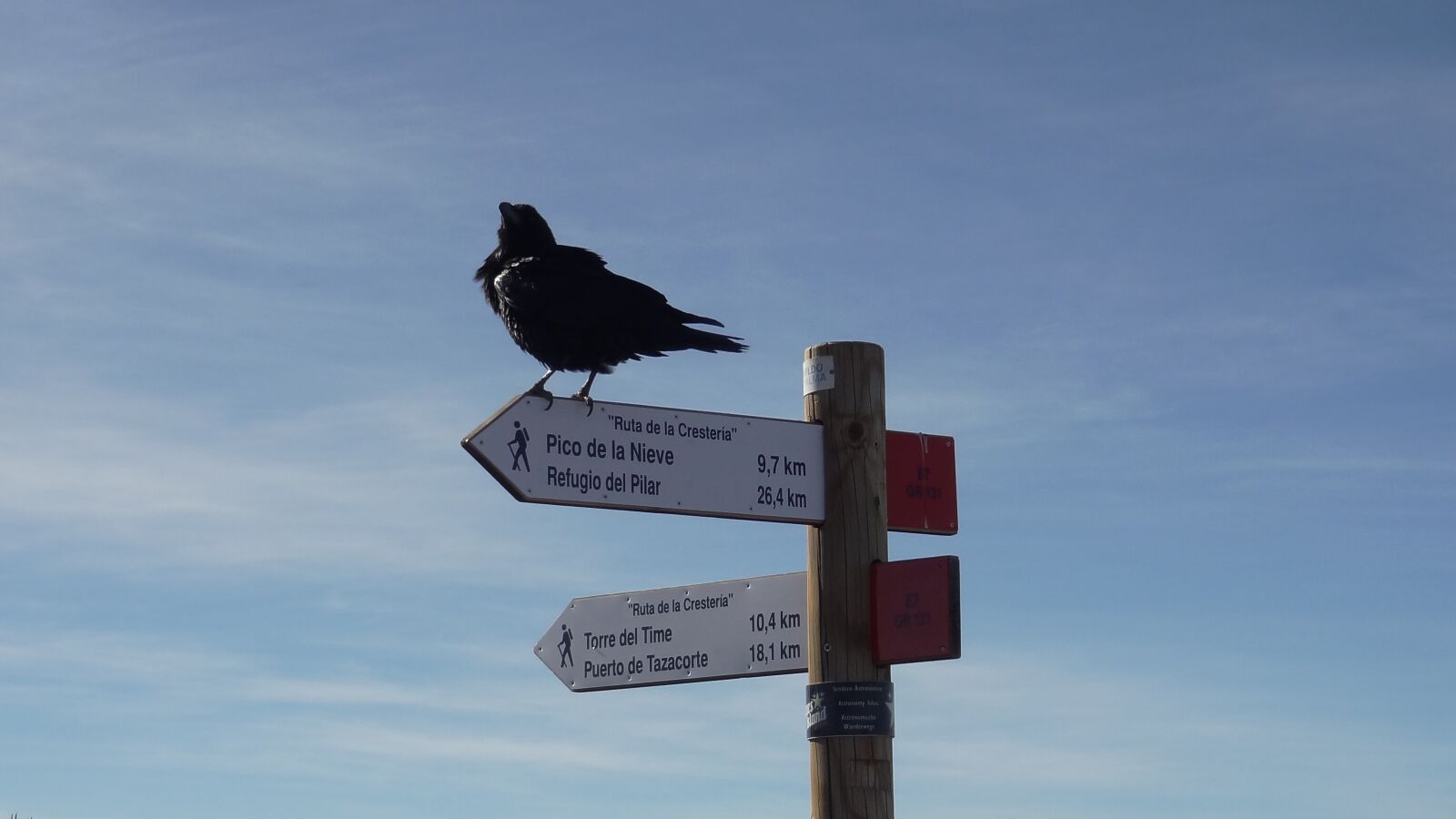 Sony Cyber-shot DSC-HX9V sample photo. Raven, crow, bird photography