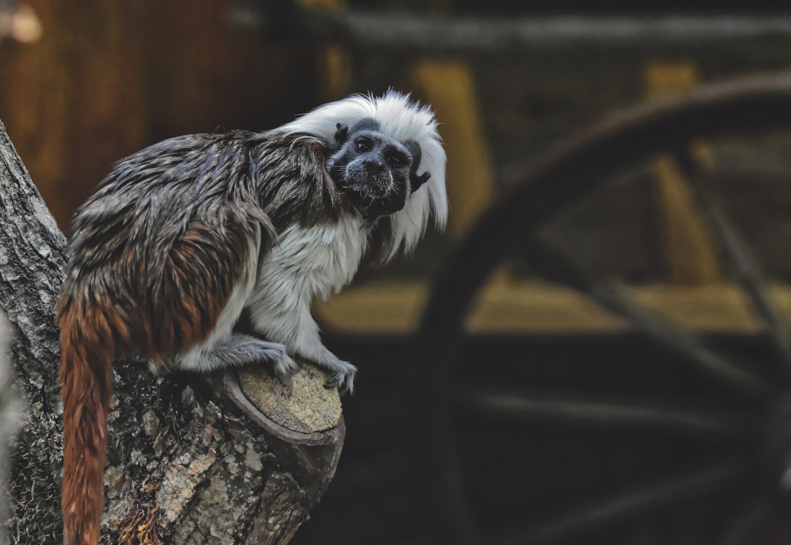 Nikon D7200 sample photo. Monkey, animal, animal photography photography