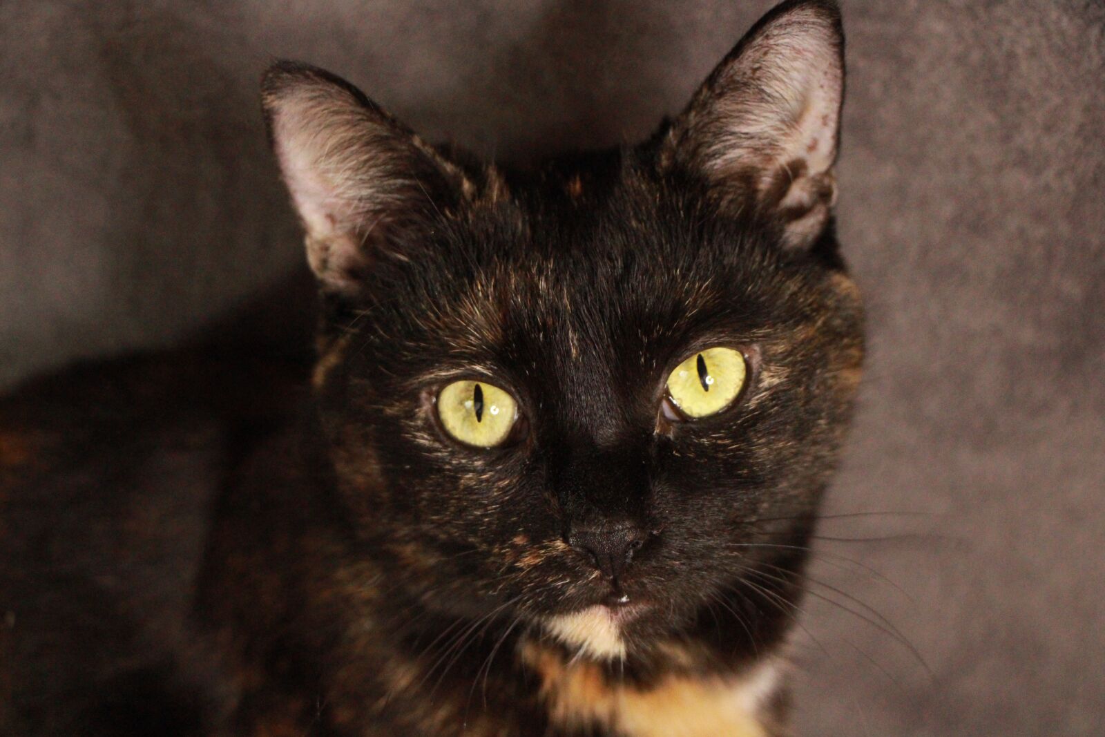 Canon EOS 2000D (EOS Rebel T7 / EOS Kiss X90 / EOS 1500D) sample photo. Cat, cute, pet photography