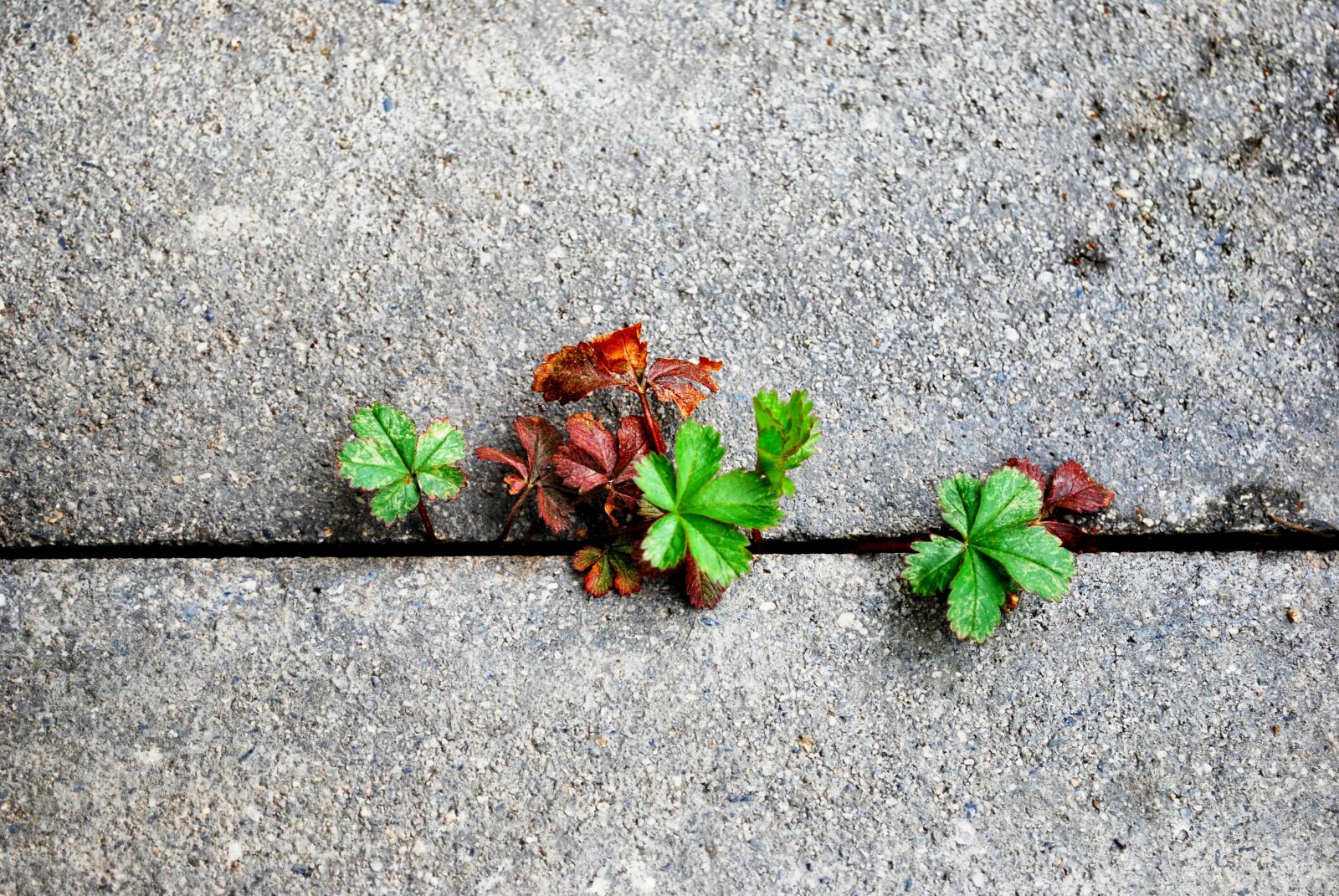 Nikon D60 sample photo. Minimal, wall, simple photography