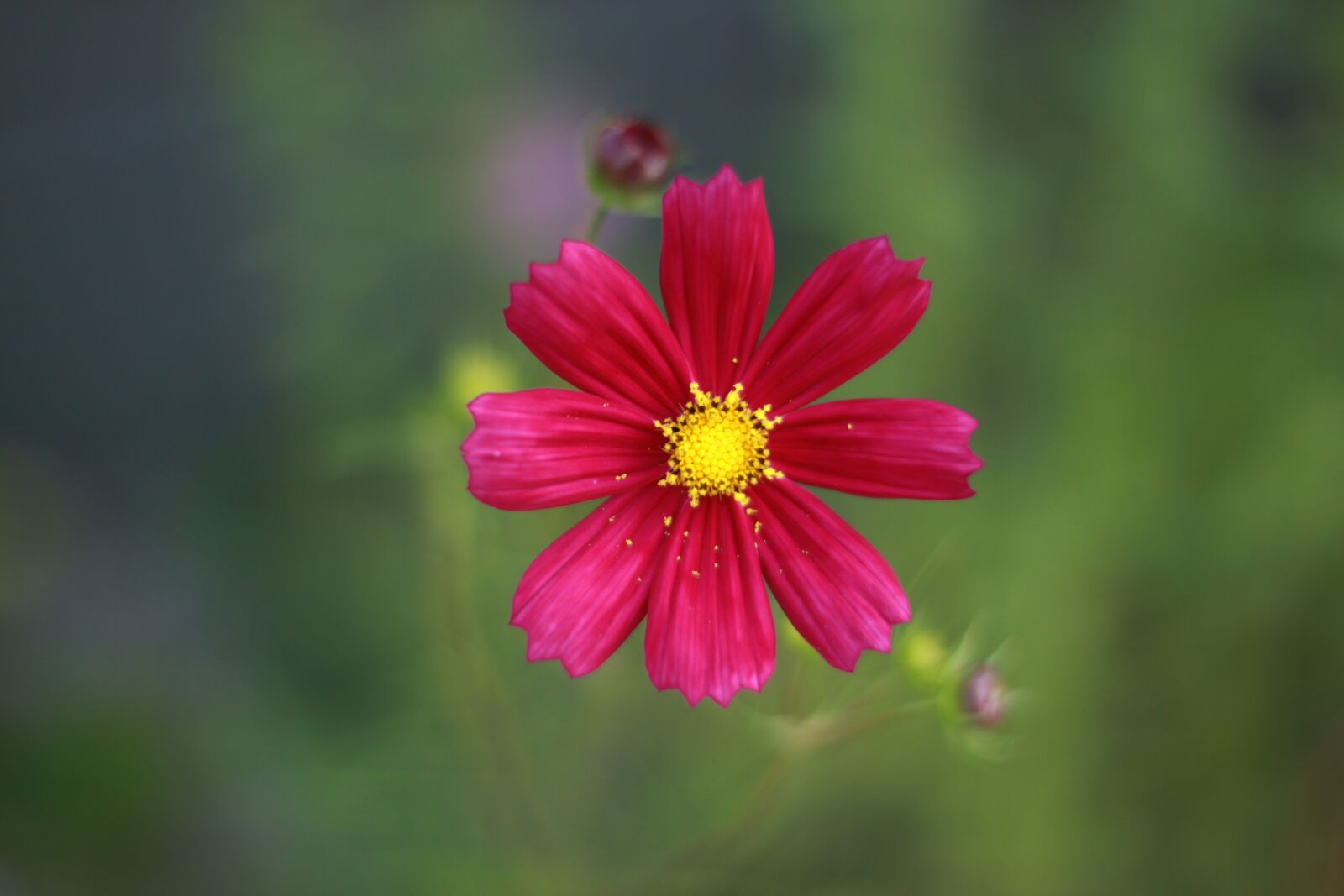 Canon EOS 50D sample photo. Flowers, nature, wildflower photography
