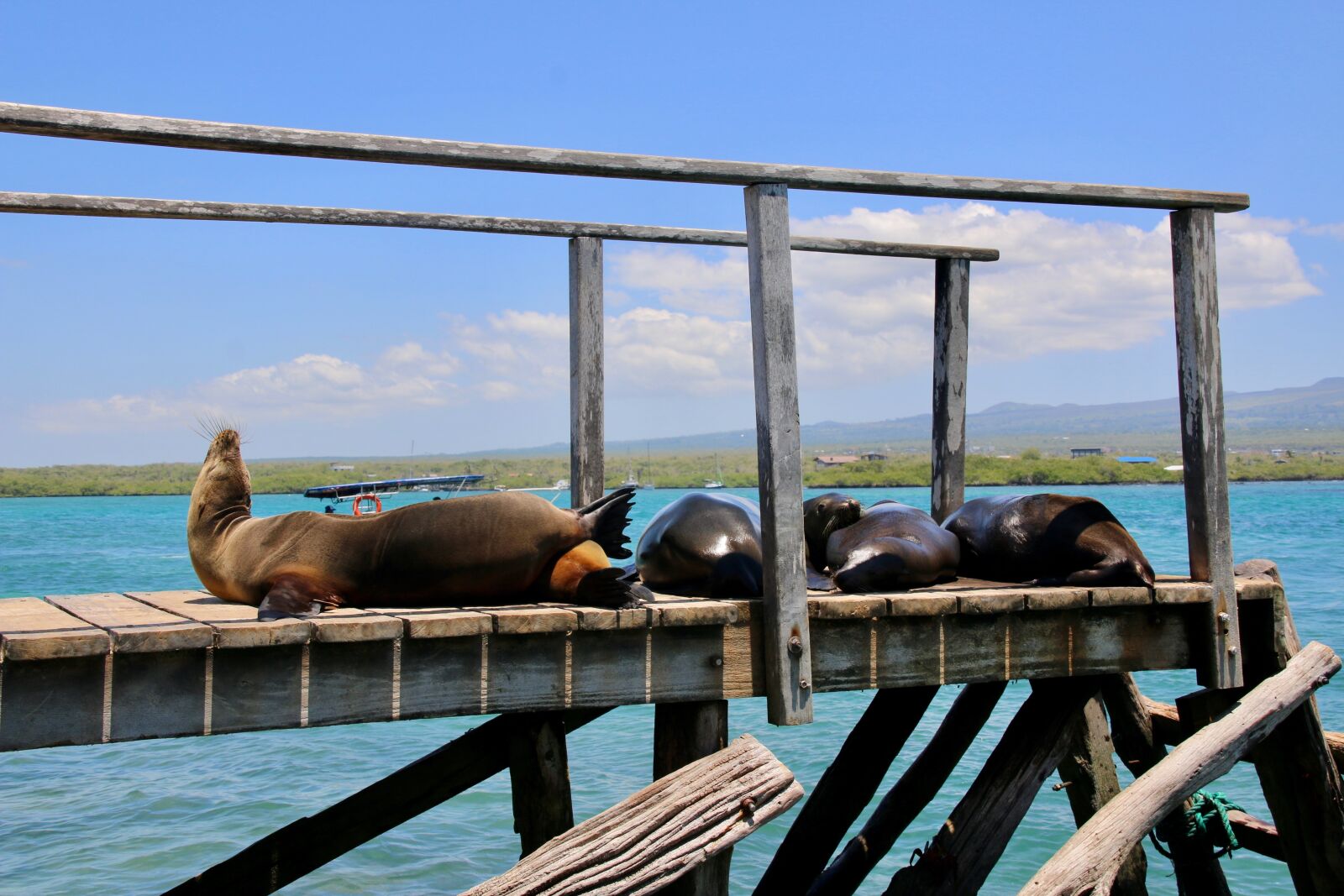 Canon EOS 70D sample photo. Sea lion, chilling day photography