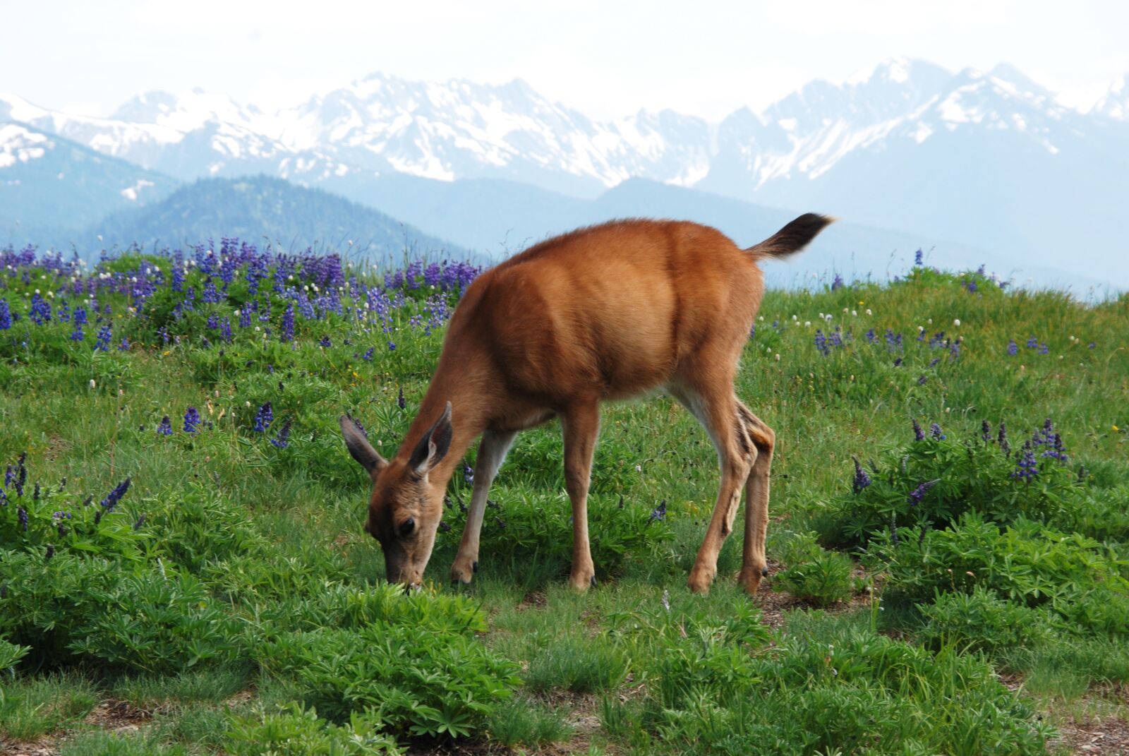 Nikon D80 sample photo. Deer, fauna, mammal photography