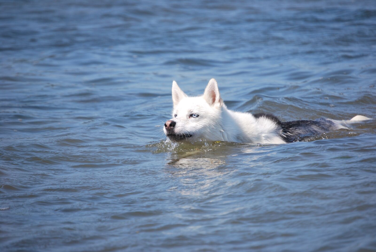 Nikon D60 sample photo. Dog, siberian husky, dog photography