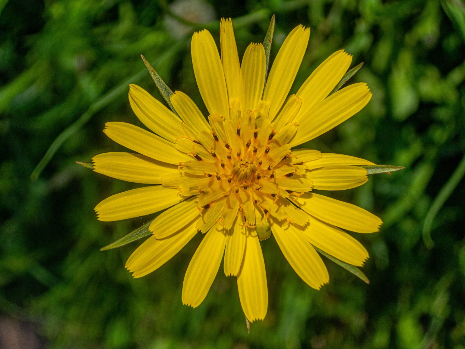 Nikon Coolpix P340 sample photo. Flower, yellow, bloom photography