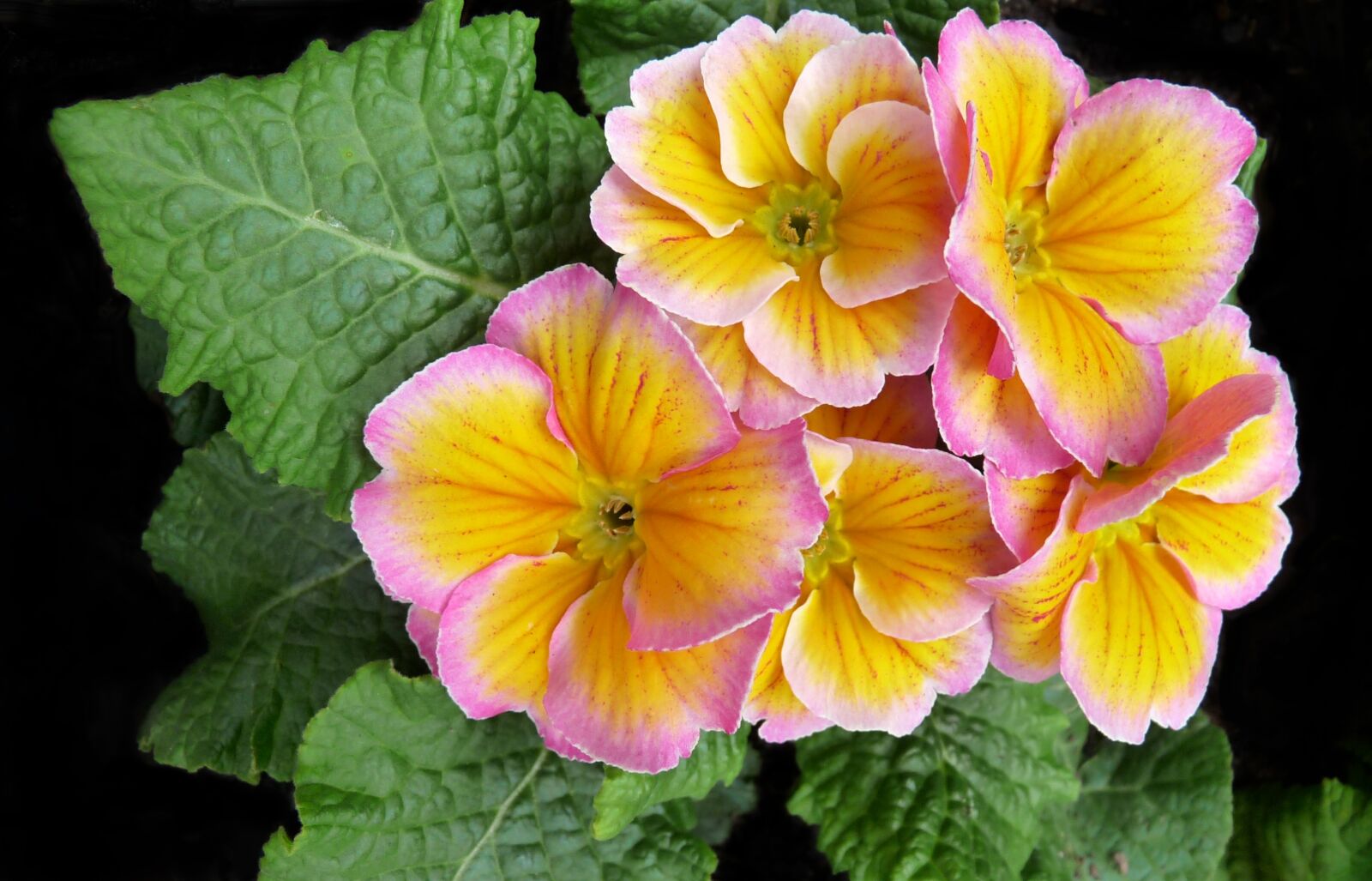 Panasonic Lumix DMC-FZ28 sample photo. Primrose, flower, plant photography