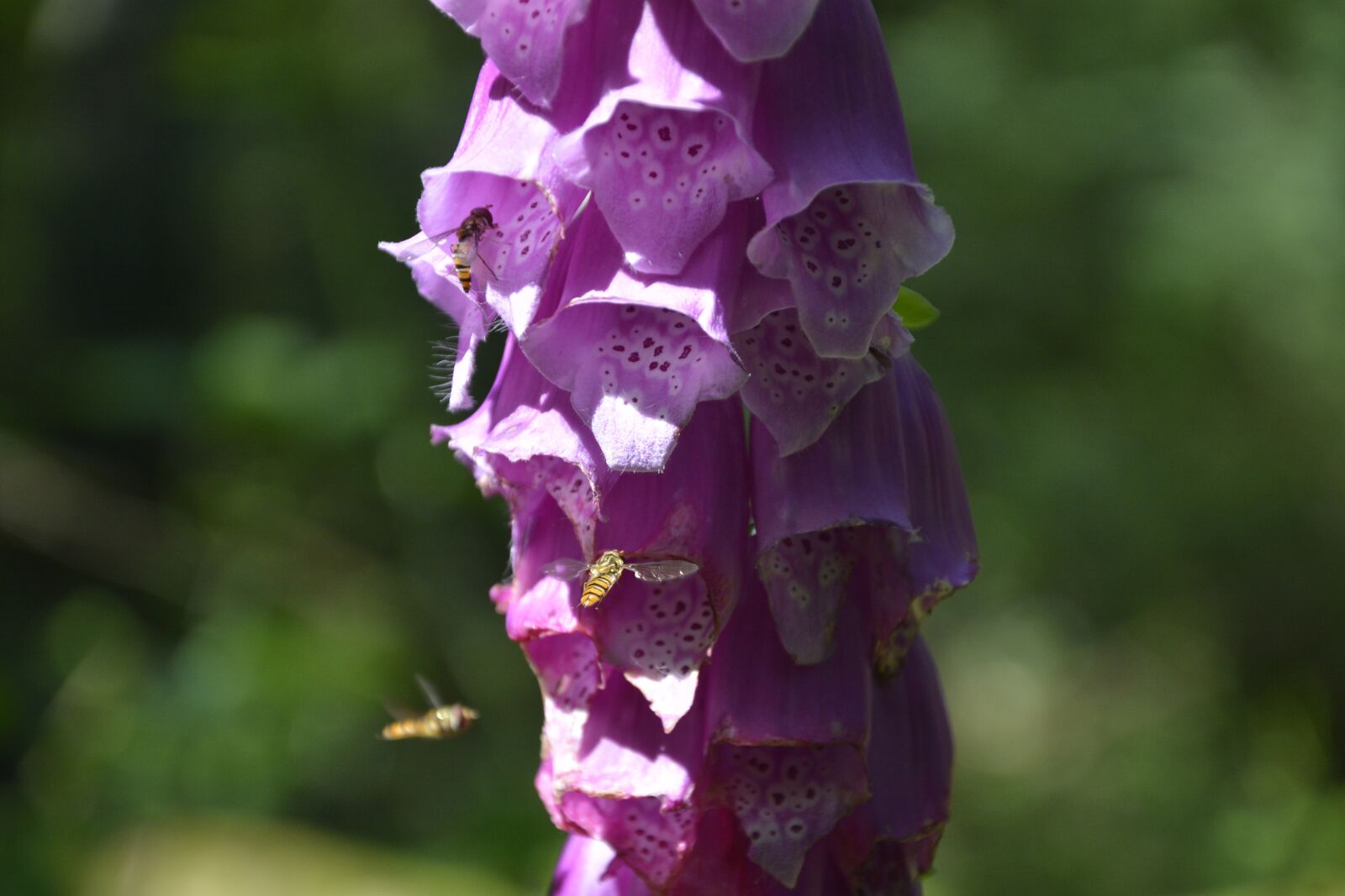 Nikon D7100 sample photo. Nature, flower, plant photography