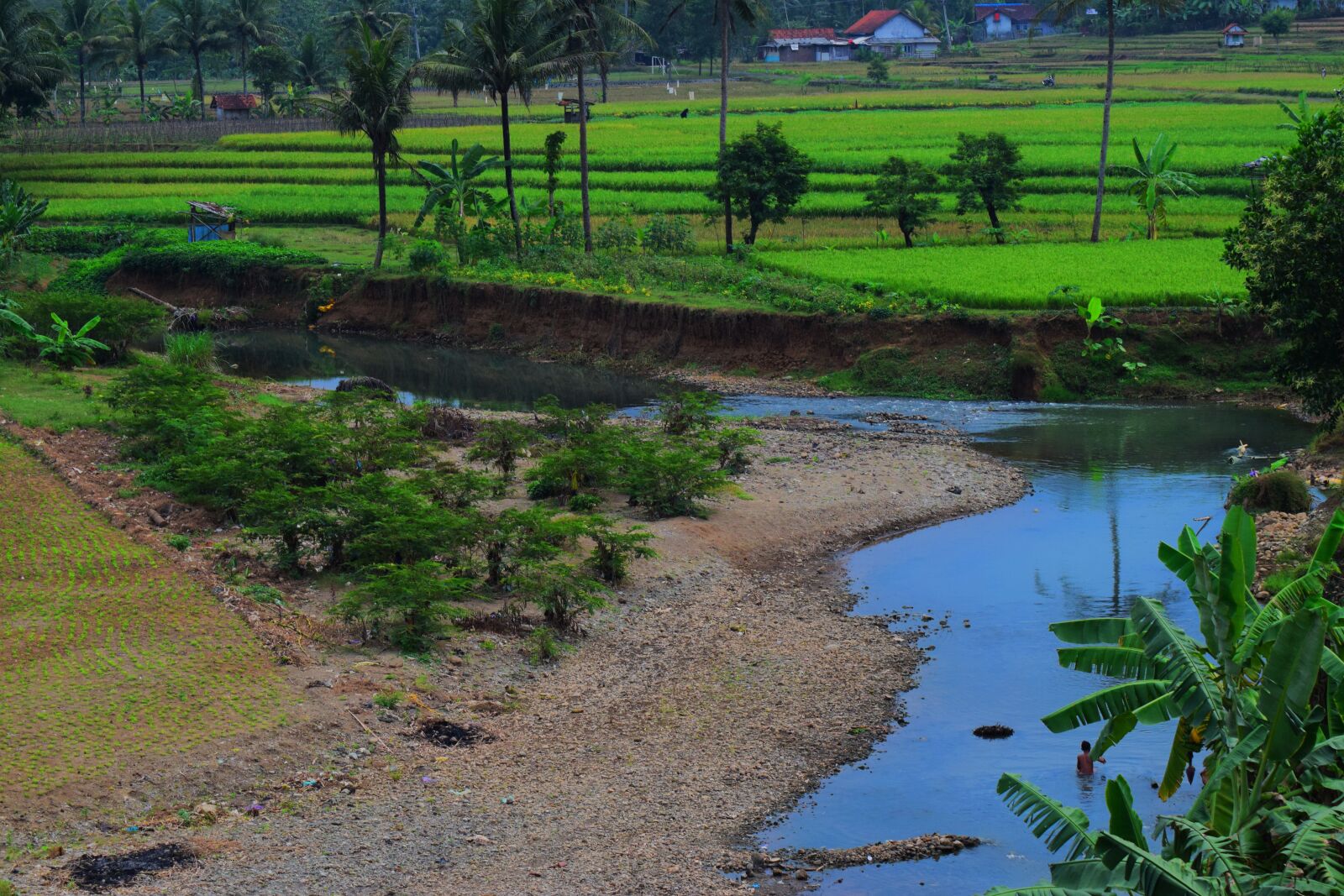Nikon D3300 sample photo. River, village, padi photography