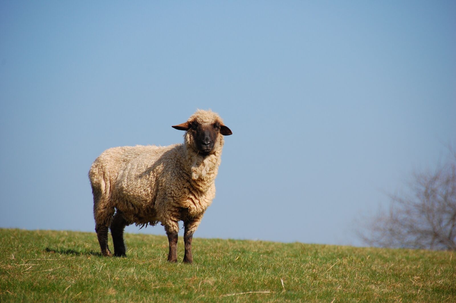 Nikon D40 sample photo. Sheep, look, pasture photography