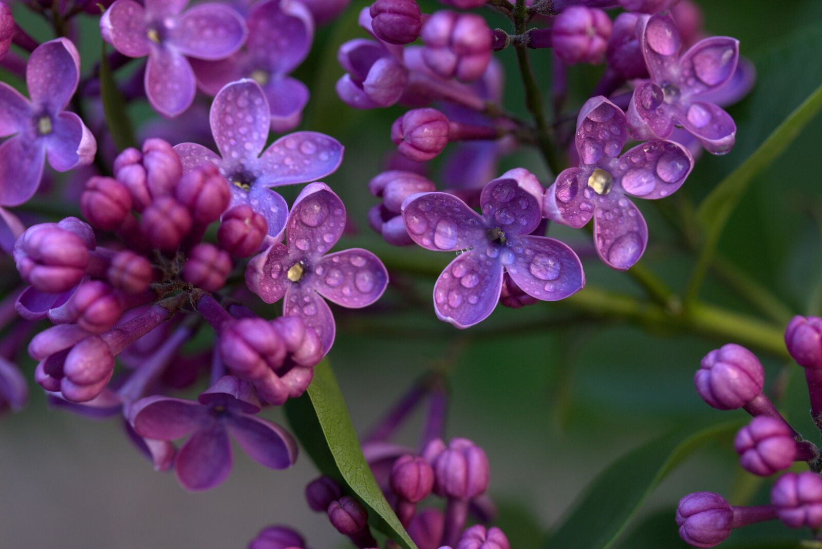 Canon EF-S 60mm F2.8 Macro USM sample photo. Lilac, flower, spring photography