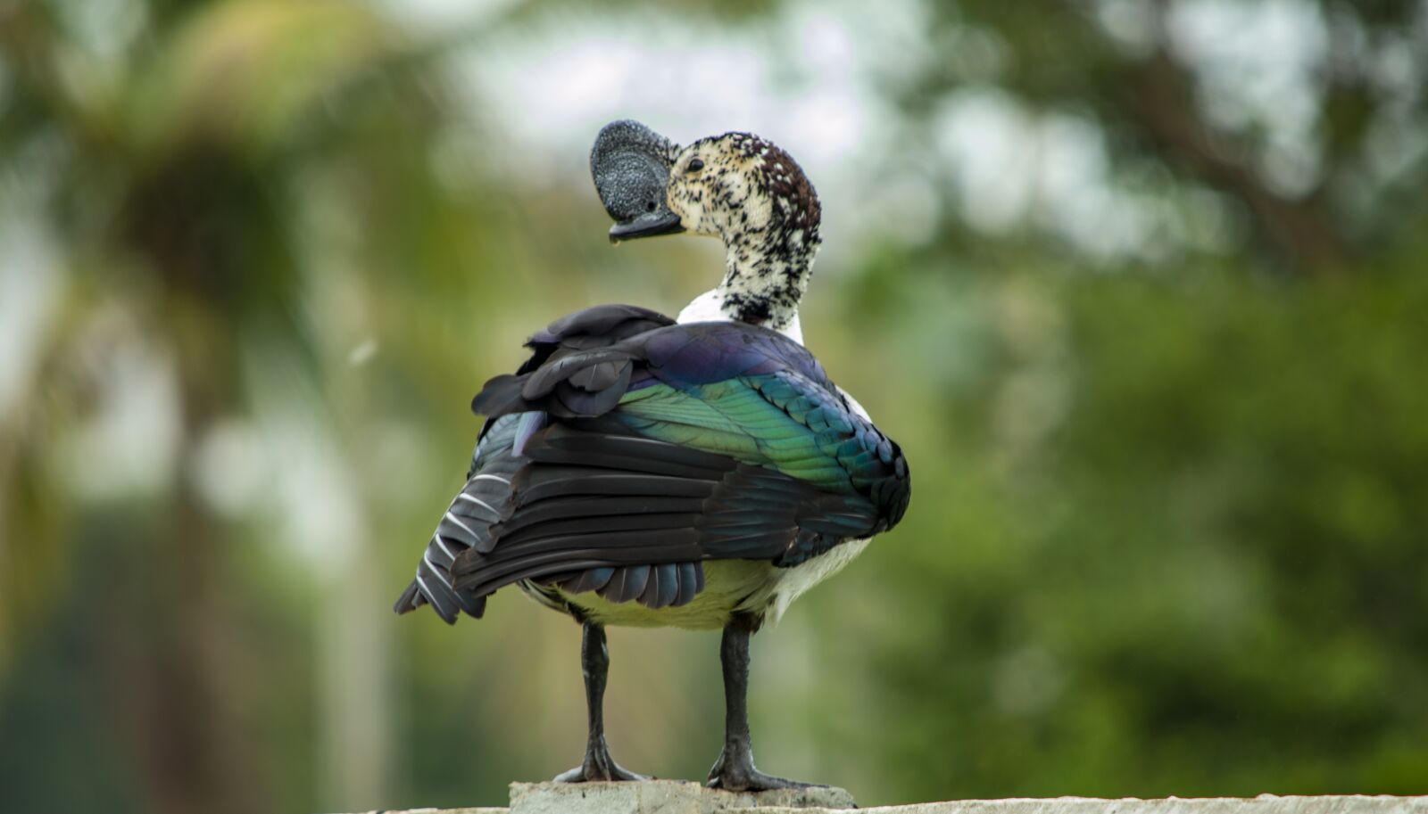 Nikon D3200 sample photo. Comb duck, knob-biiled duck photography