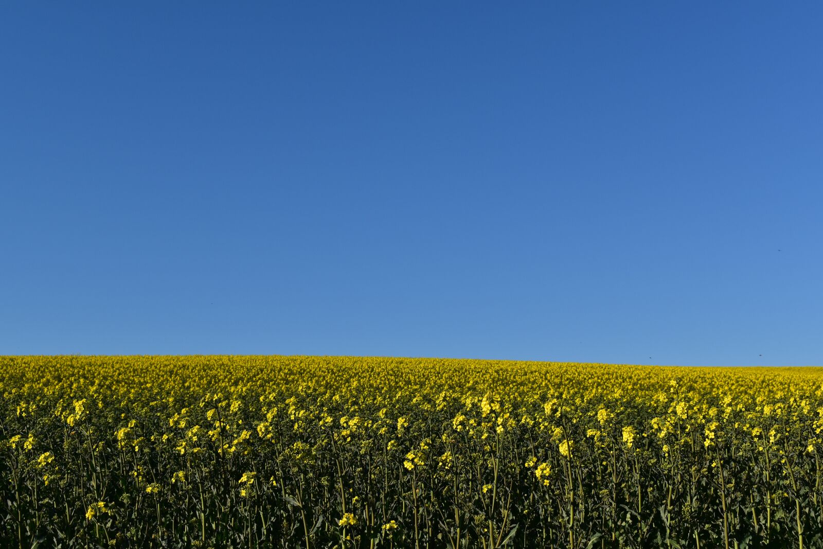 Nikon D5600 sample photo. Oilseed rape, field of photography