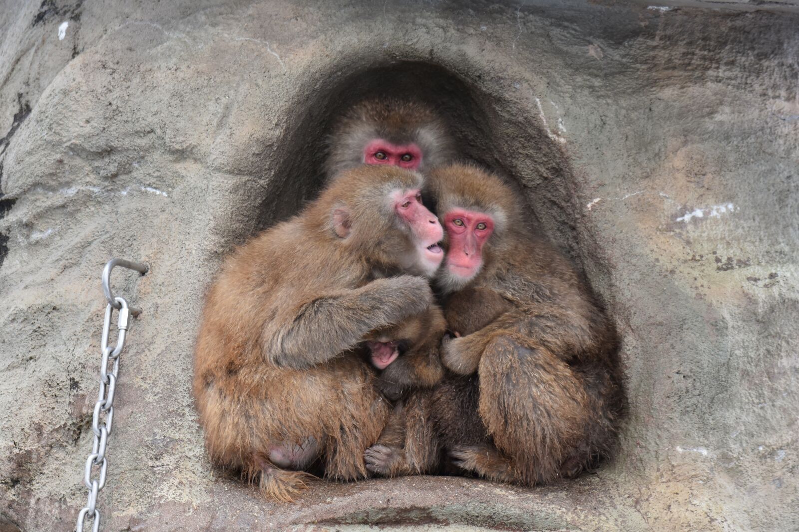 Nikon D7200 sample photo. Animal, saruyama, monkey photography