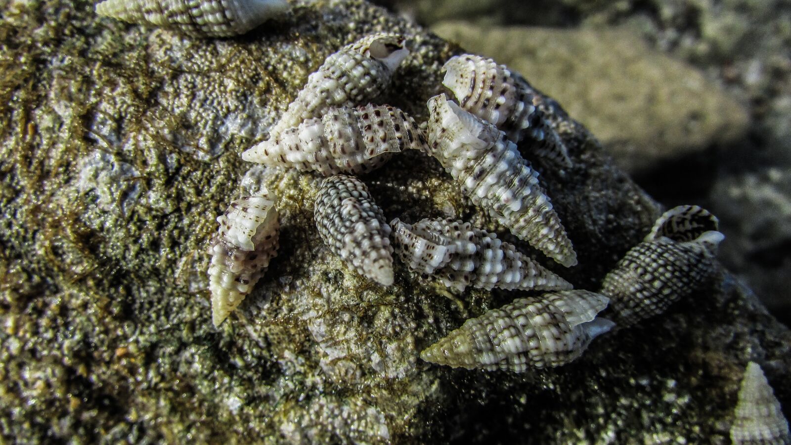 Canon PowerShot SX400 IS sample photo. Shells, sea, nature photography