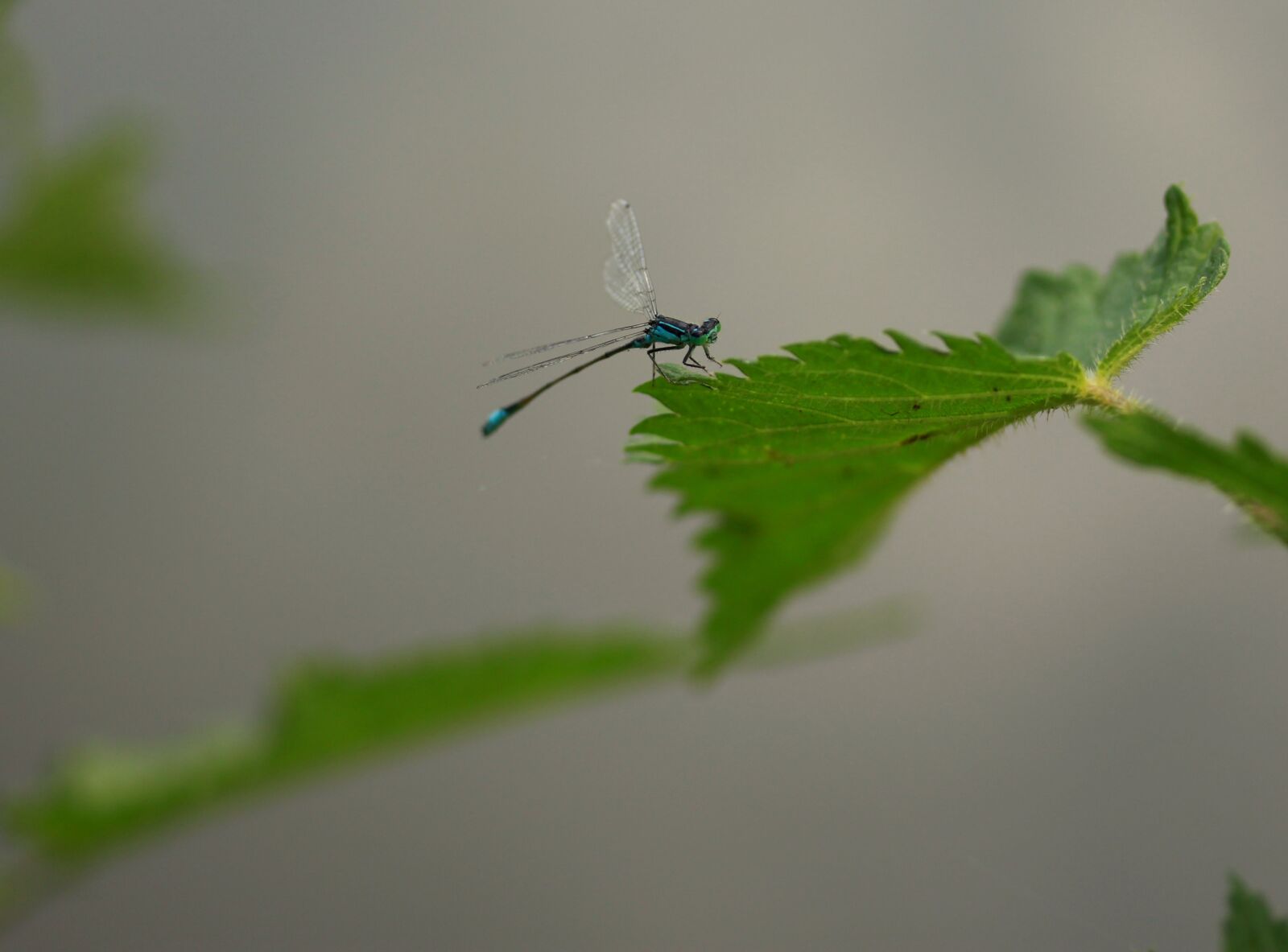 Canon EF-S 60mm F2.8 Macro USM sample photo. Dragonfly, blue, insecta photography