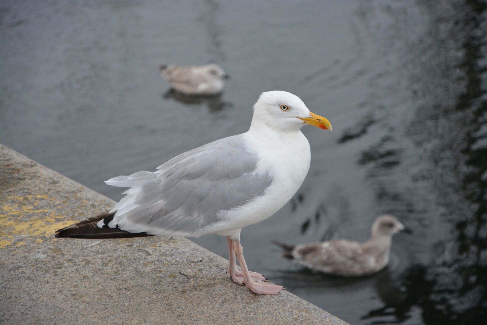Nikon D5200 sample photo. Gull, port, sea photography