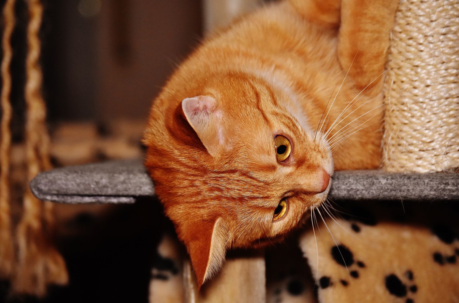 Nikon D7200 sample photo. Cat, red, funny photography