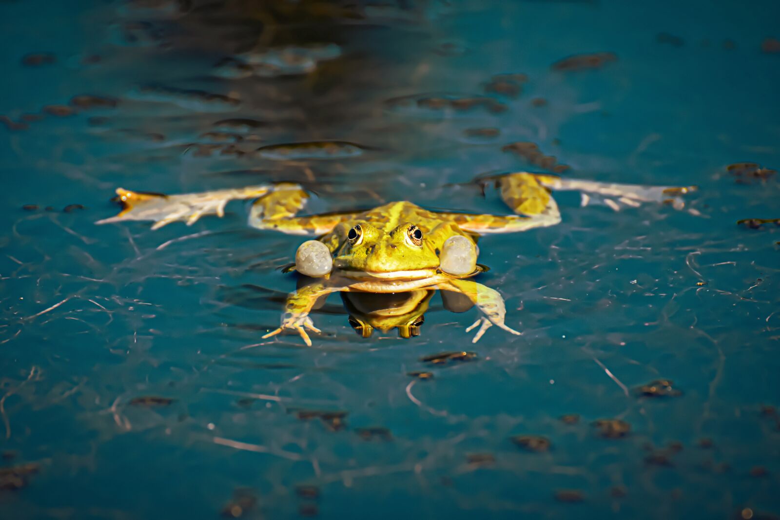 Nikon D7200 sample photo. Frog, pond, animal photography
