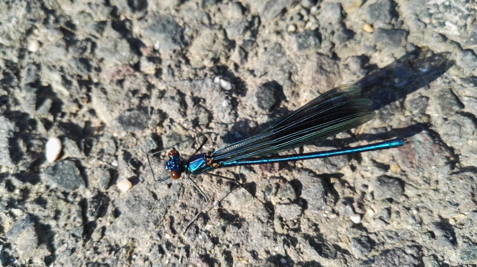 HUAWEI P8 sample photo. Dragonfly, detail, nature photography