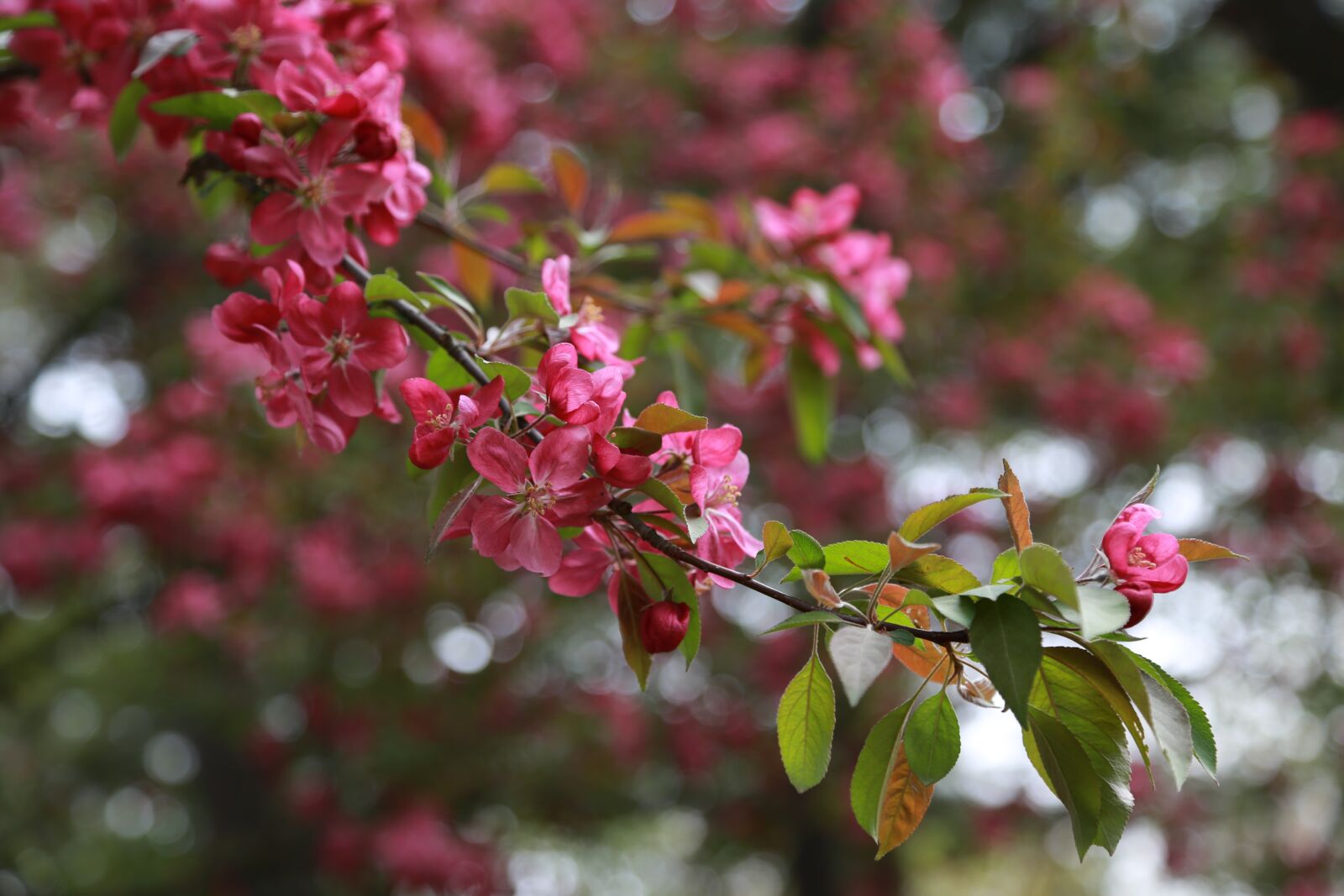 Canon EOS 6D + Canon EF 24-105mm F4L IS USM sample photo. Flowers, plants, wood photography
