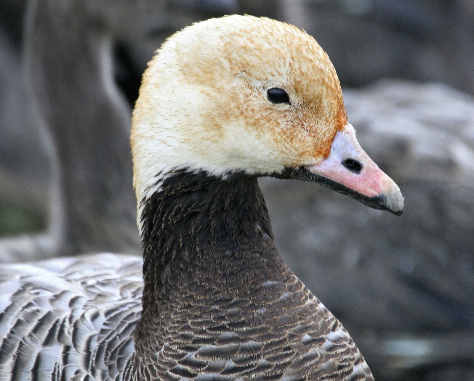 Canon EOS 20D sample photo. Emperor goose, close up photography