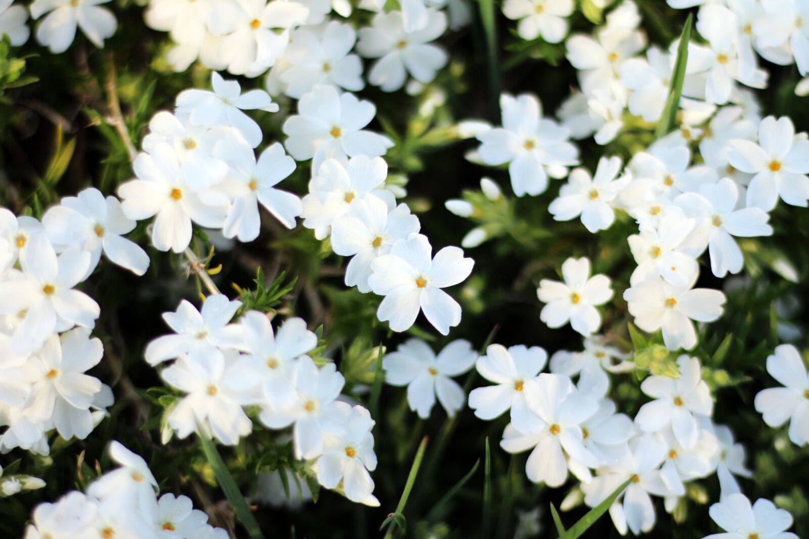 Canon EOS 650D (EOS Rebel T4i / EOS Kiss X6i) + Canon EF 50mm F1.8 STM sample photo. Flower, flowers, spring photography