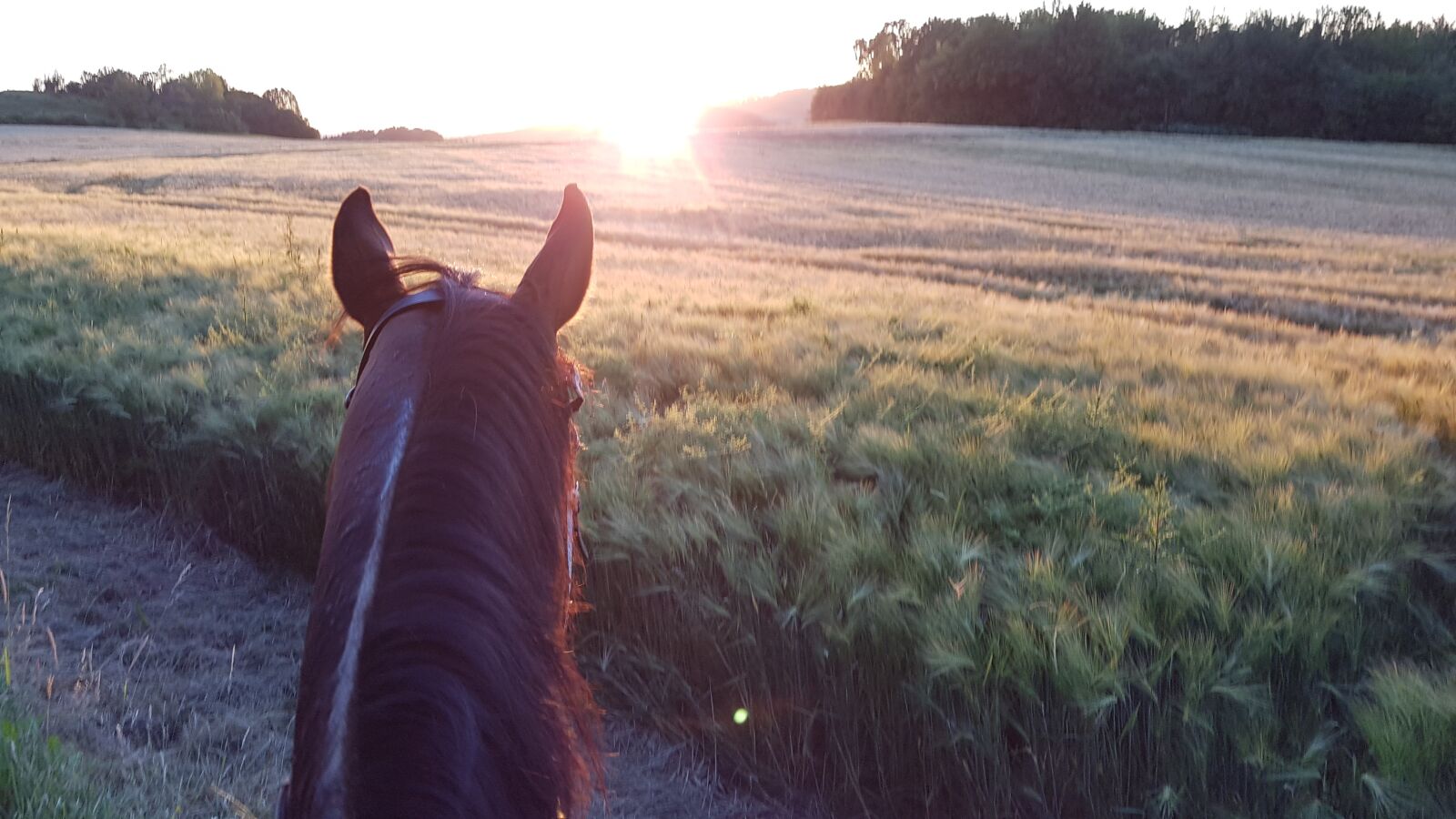 Samsung Galaxy S7 sample photo. Sunset, horse, countryside photography