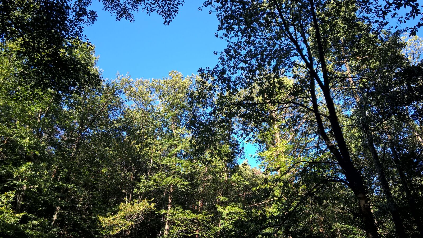 Nokia Lumia 830 sample photo. Forest, trees, nature photography