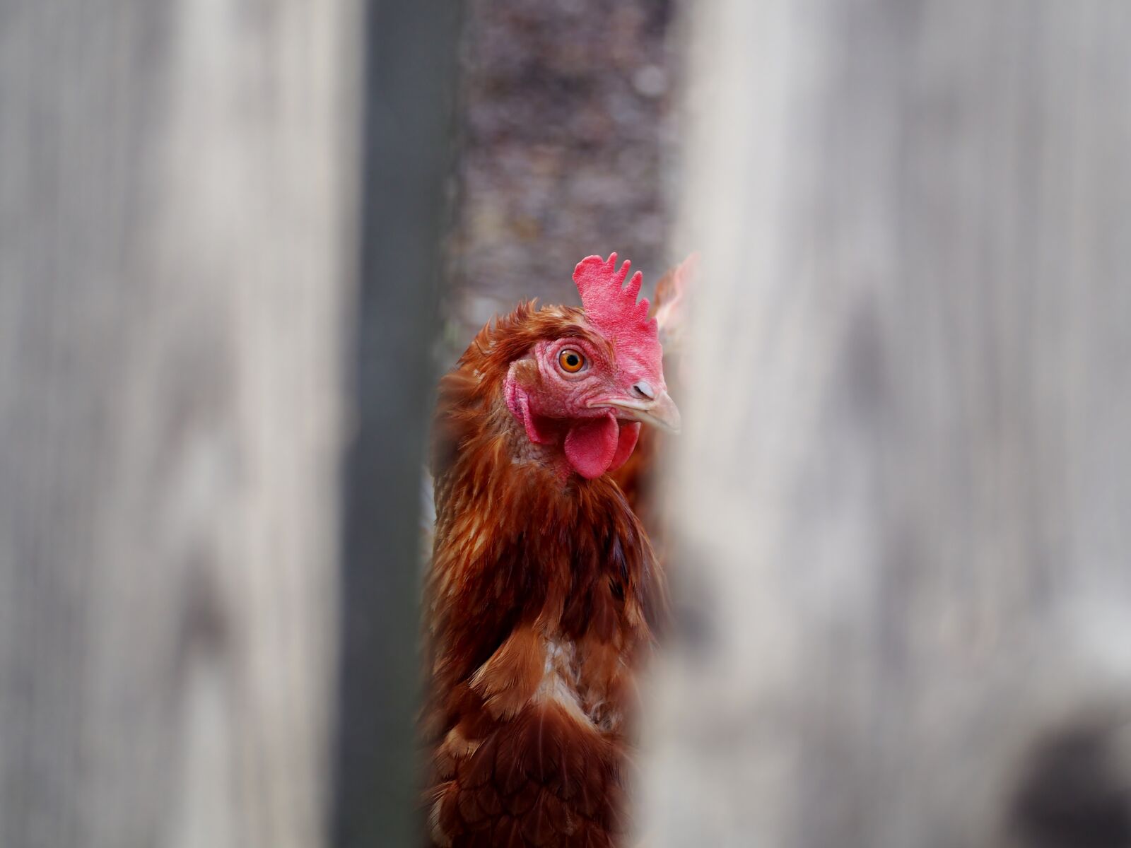 Olympus OM-D E-M10 sample photo. Hen, egg, chicken photography
