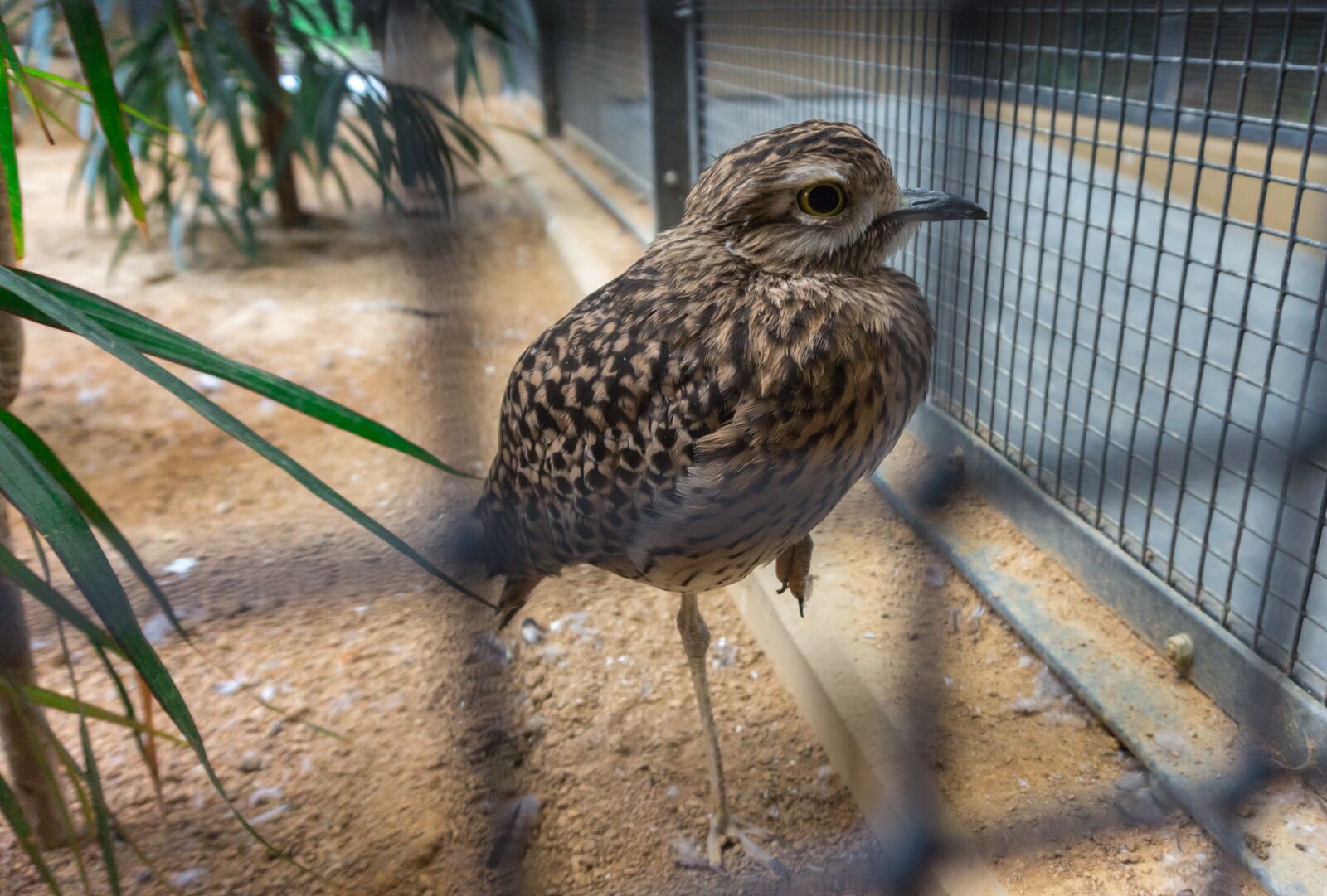 Sony Alpha a5000 (ILCE 5000) sample photo. Bird, animal world, nature photography