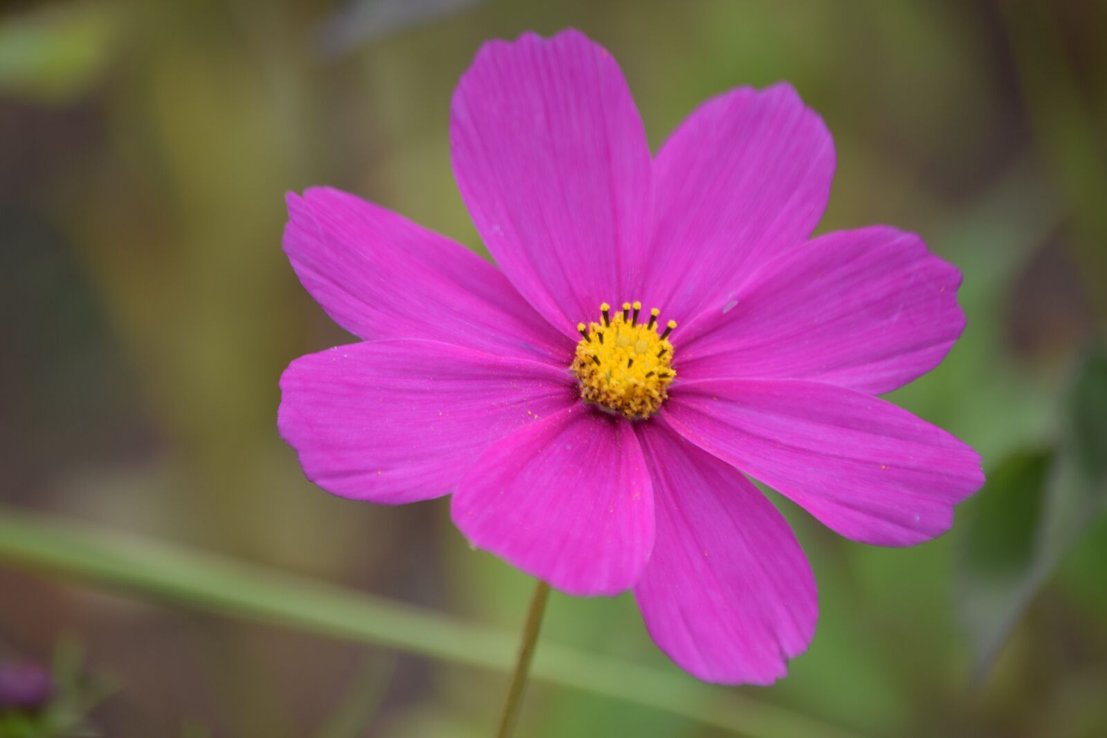 Nikon D5300 sample photo. Nature, flower, plant photography
