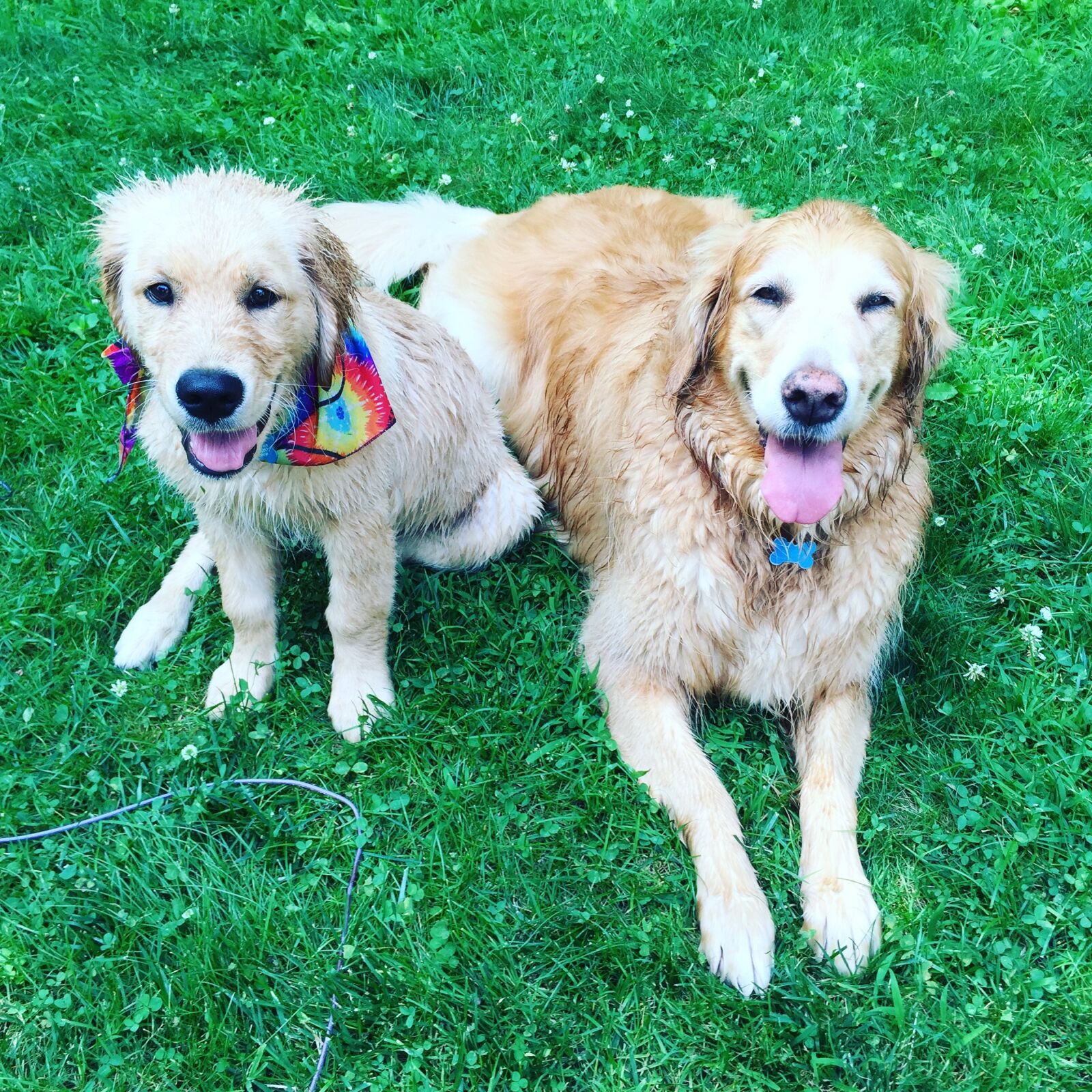 Apple iPhone 6 sample photo. Friends, dogs, dog friends photography
