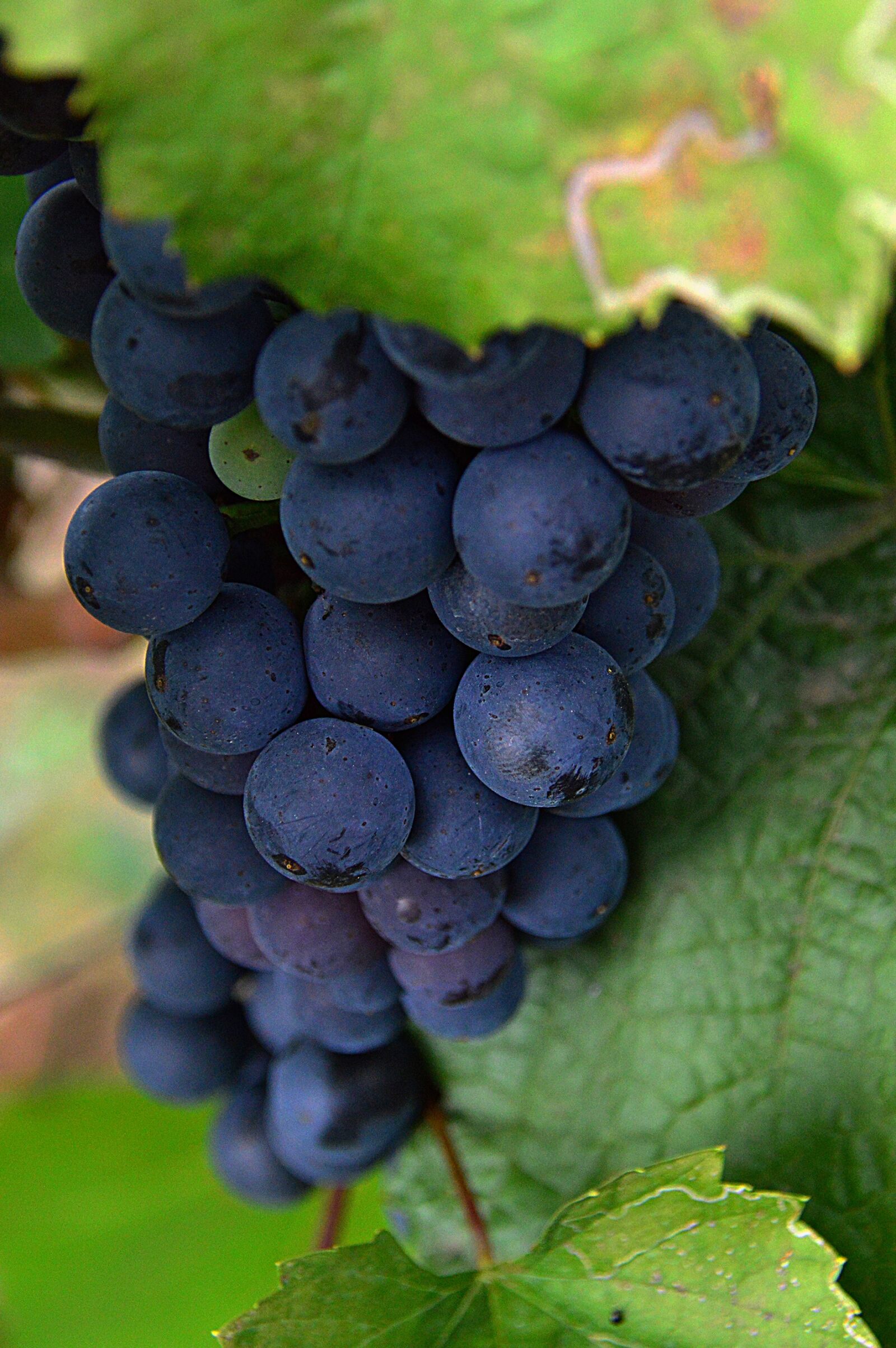 Nikon D3200 sample photo. Grape, red grapes, fruit photography